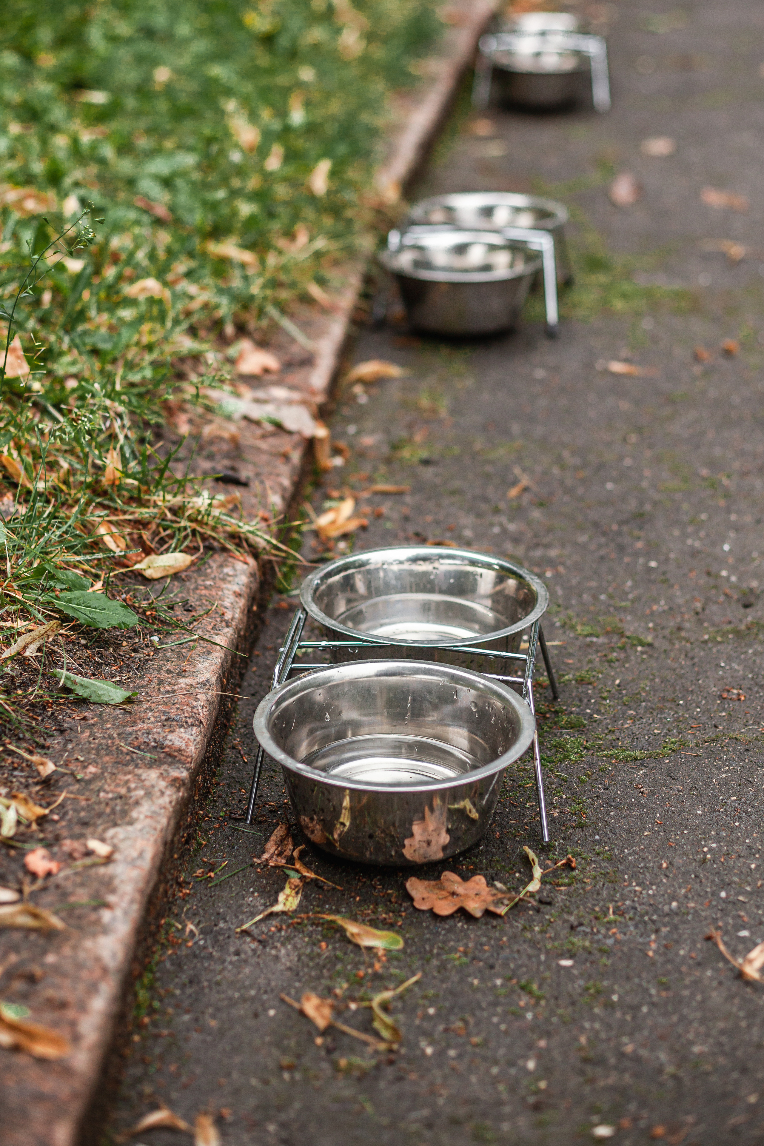 Парад французских бульдогов 15.07.2023. Фотограф-анималист Татьяна Степанова