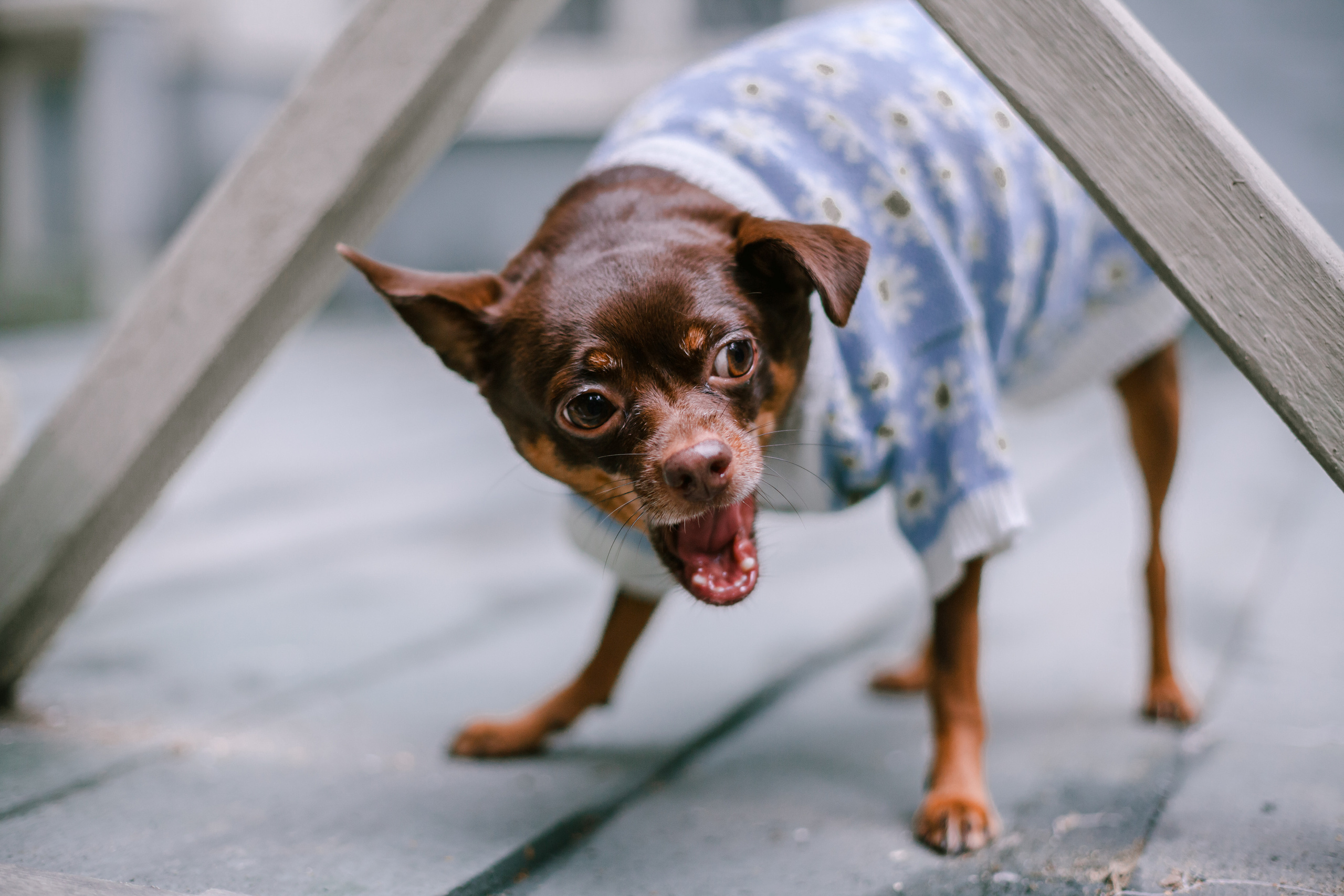 Юля и Леонид. Фотограф-анималист Татьяна Степанова
