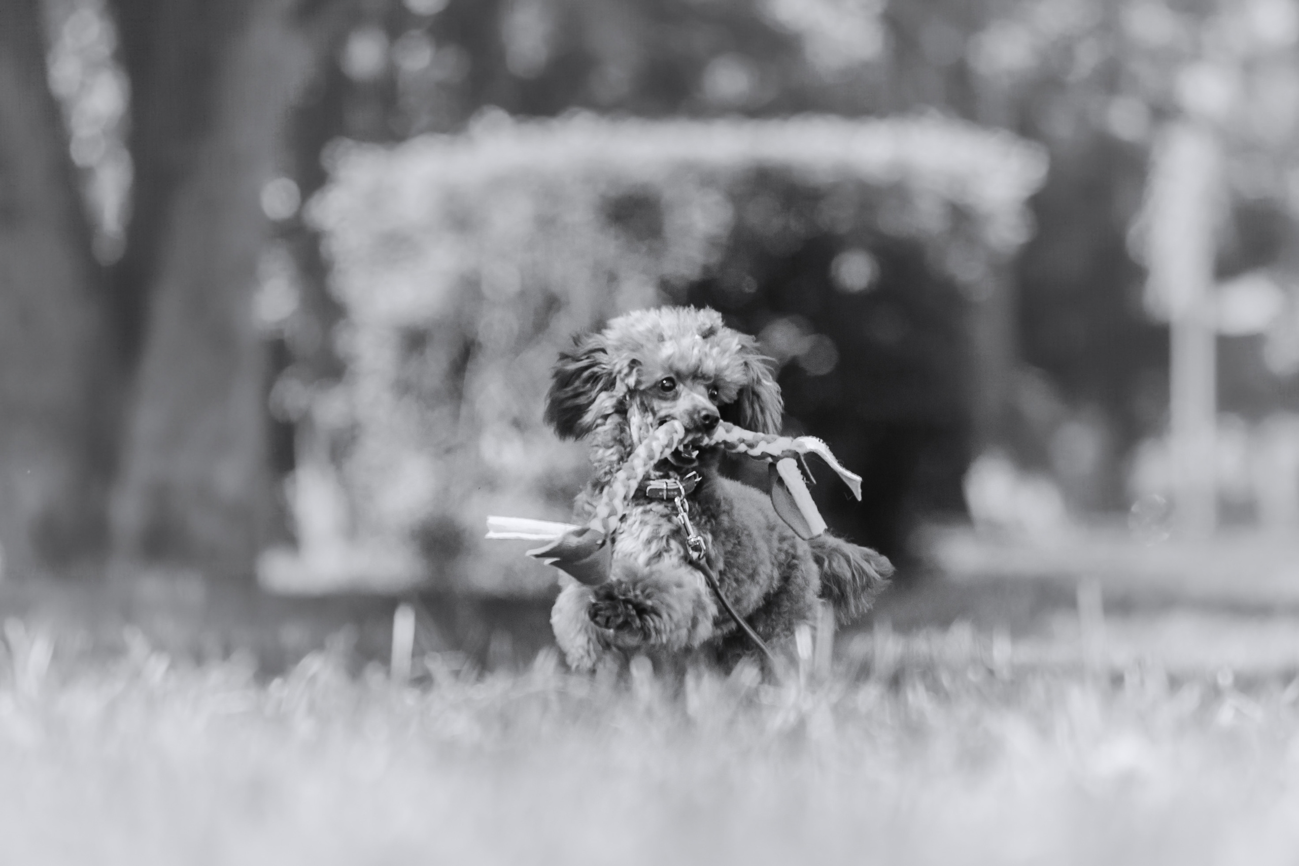 Оля и Ася. Фотограф-анималист Татьяна Степанова