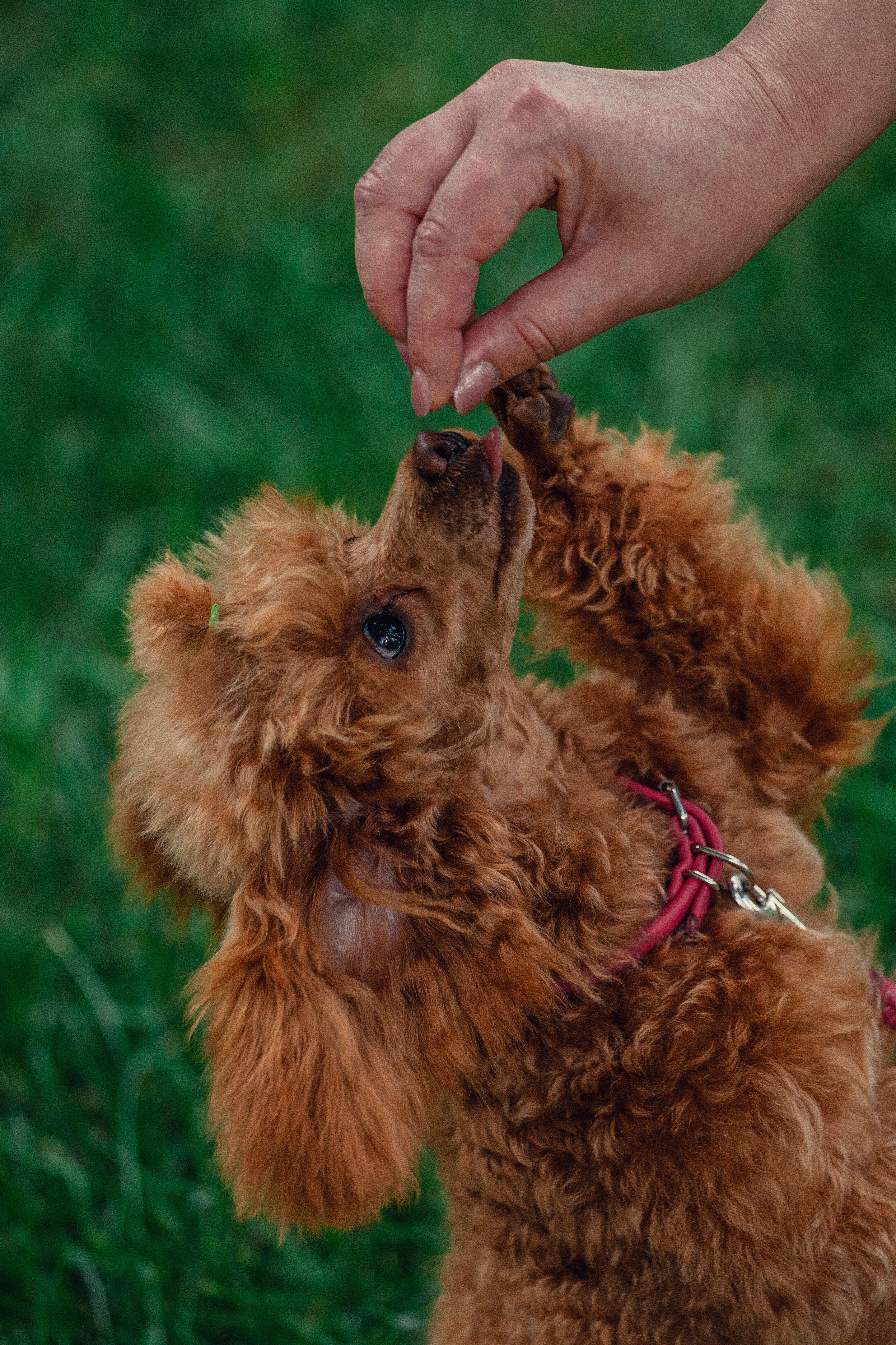 Оля и Ася. Фотограф-анималист Татьяна Степанова
