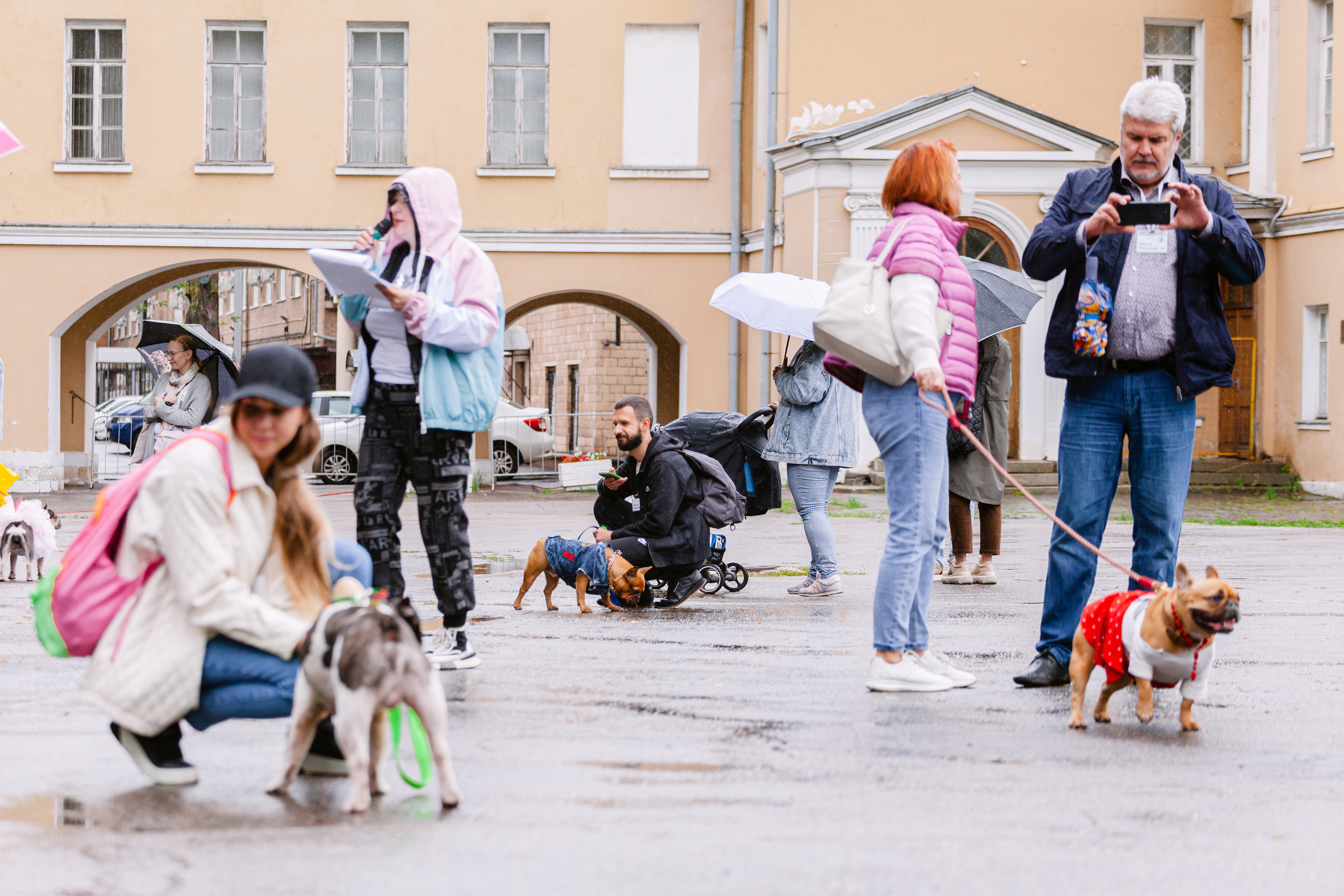 Парад французских бульдогов 15.07.2023. Фотограф-анималист Татьяна Степанова