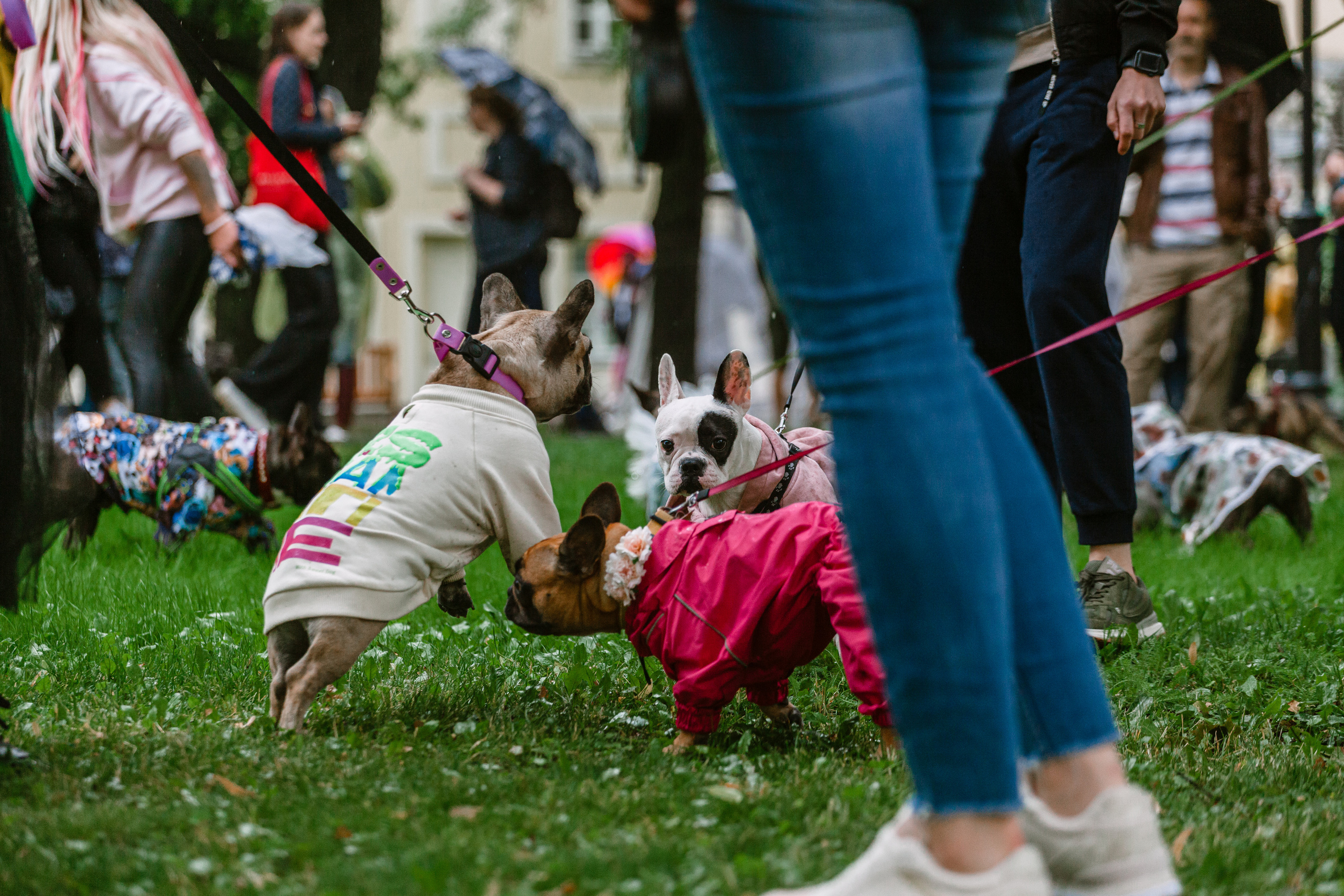 Парад французских бульдогов 15.07.2023. Фотограф-анималист Татьяна Степанова