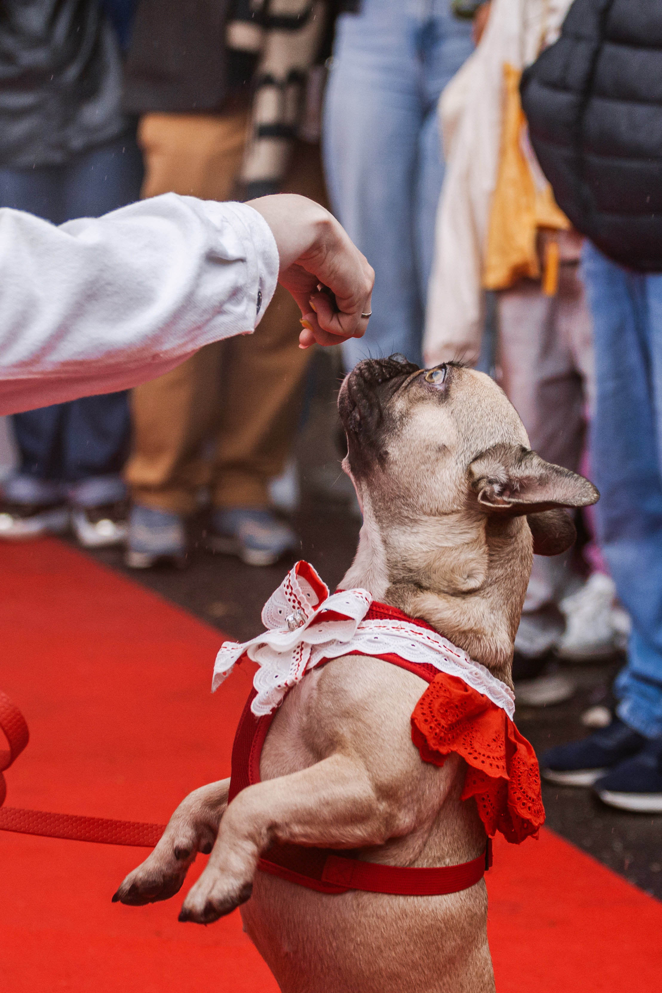 Парад французских бульдогов 15.07.2023. Фотограф-анималист Татьяна Степанова