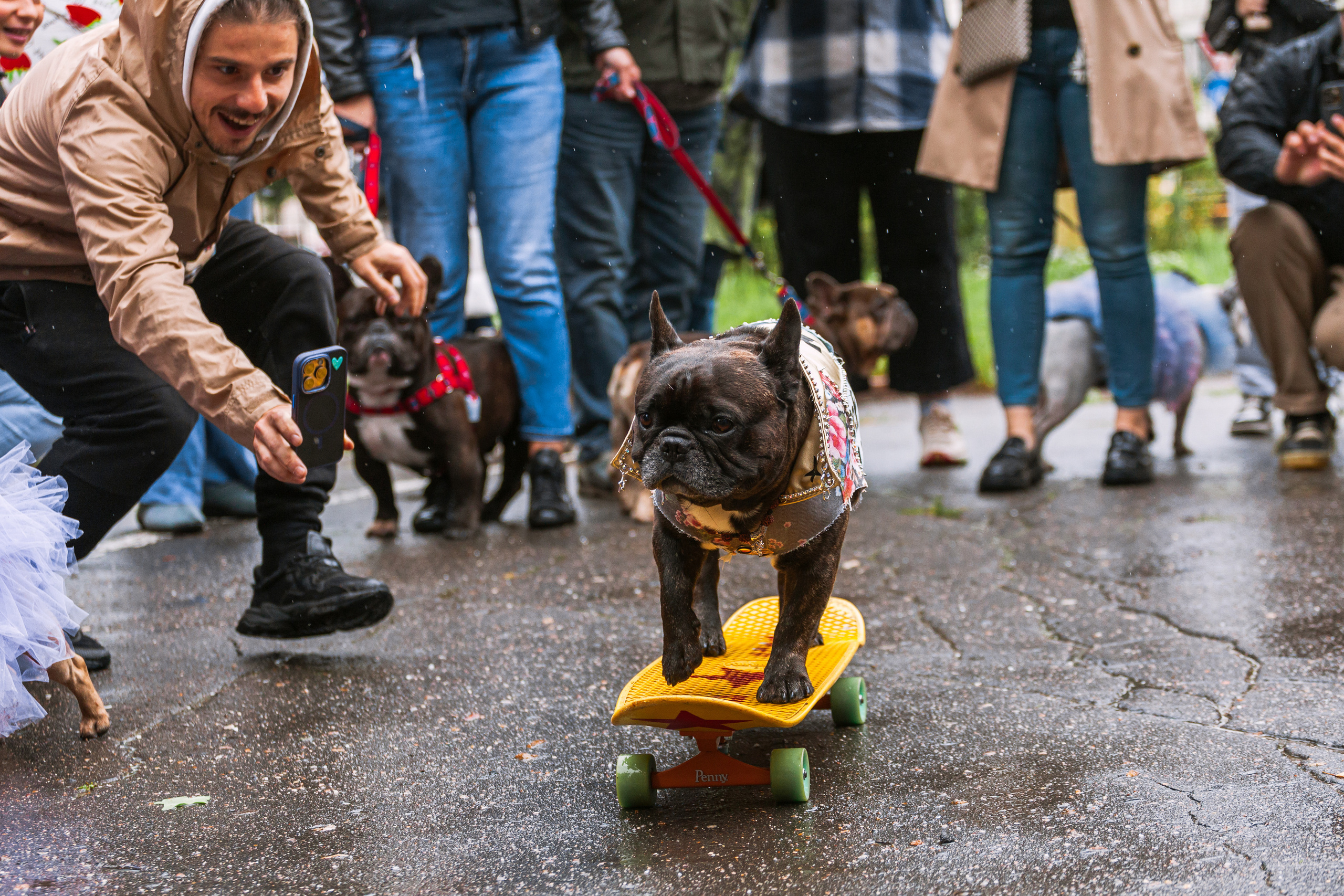 Парад французских бульдогов 15.07.2023. Фотограф-анималист Татьяна Степанова