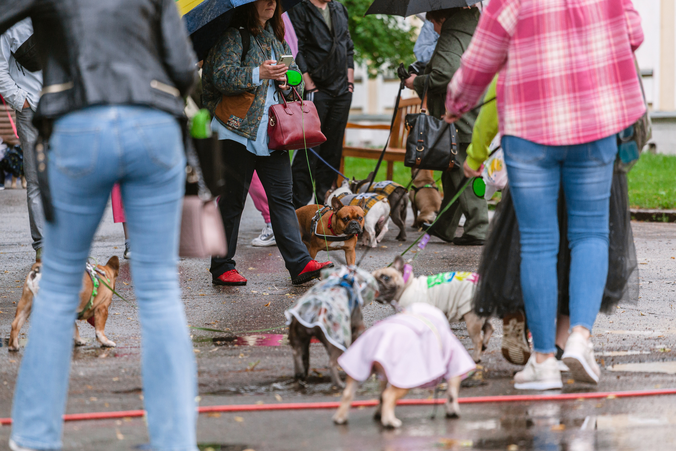 Парад французских бульдогов 15.07.2023. Фотограф-анималист Татьяна Степанова