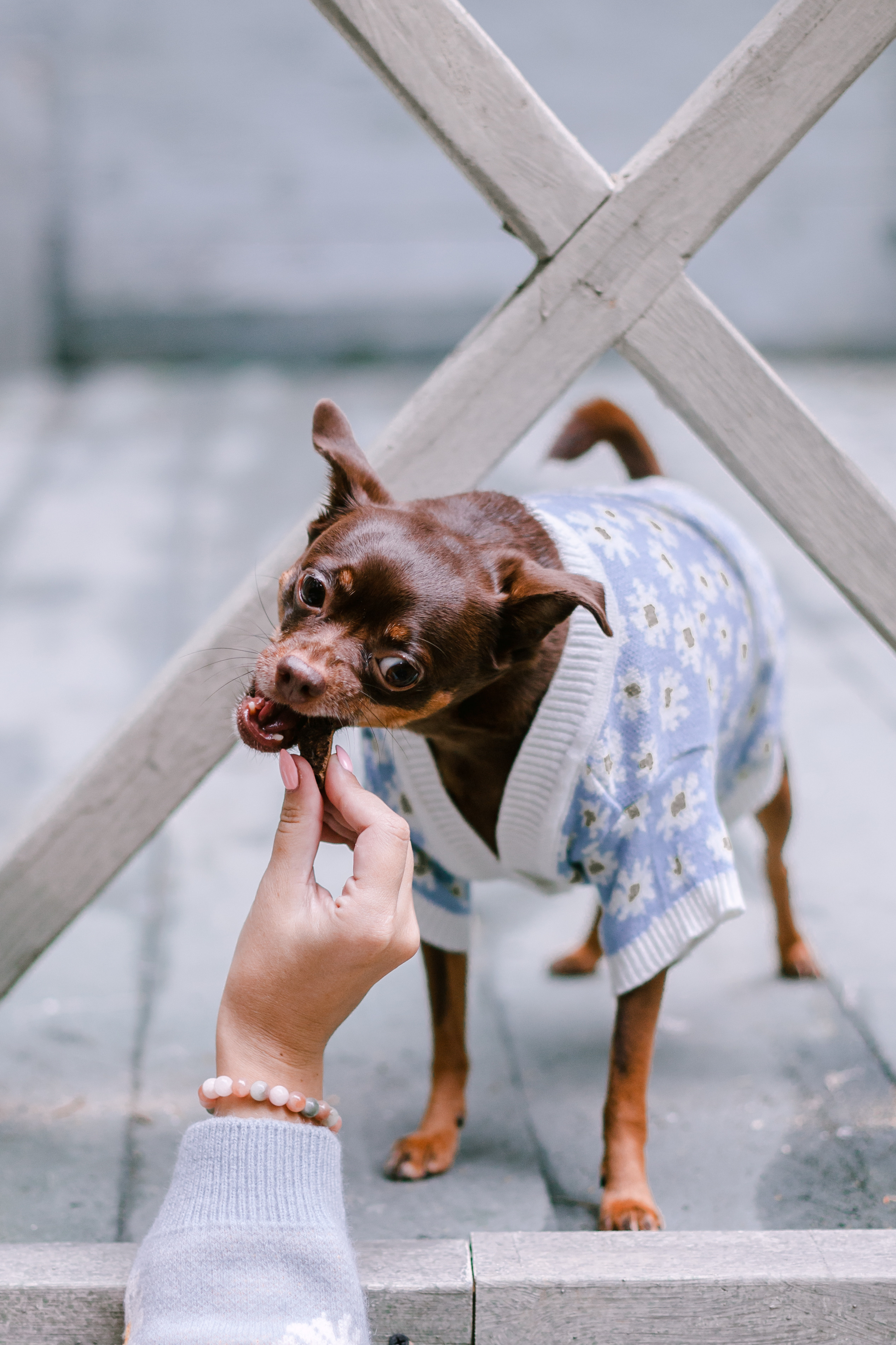 Юля и Леонид. Фотограф-анималист Татьяна Степанова