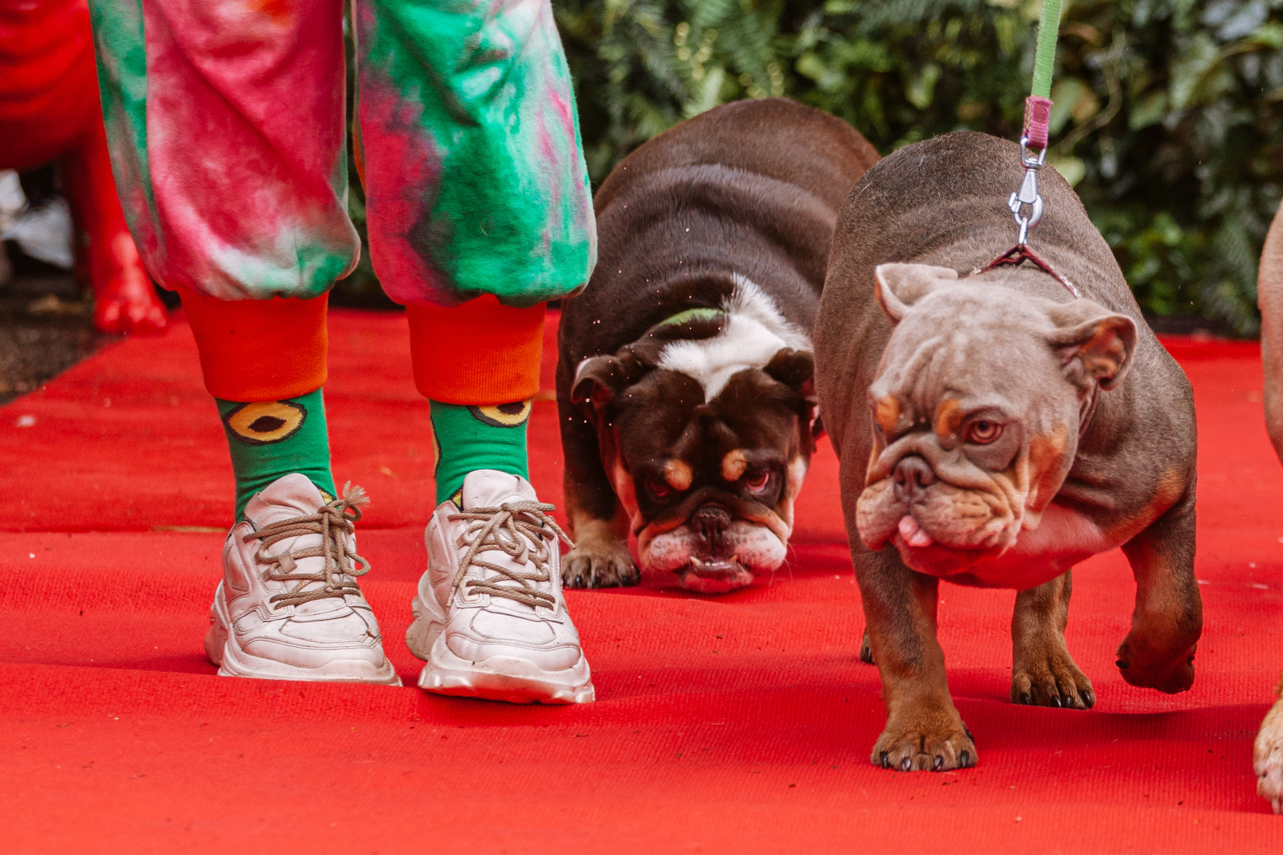 Парад французских бульдогов 15.07.2023. Фотограф-анималист Татьяна Степанова