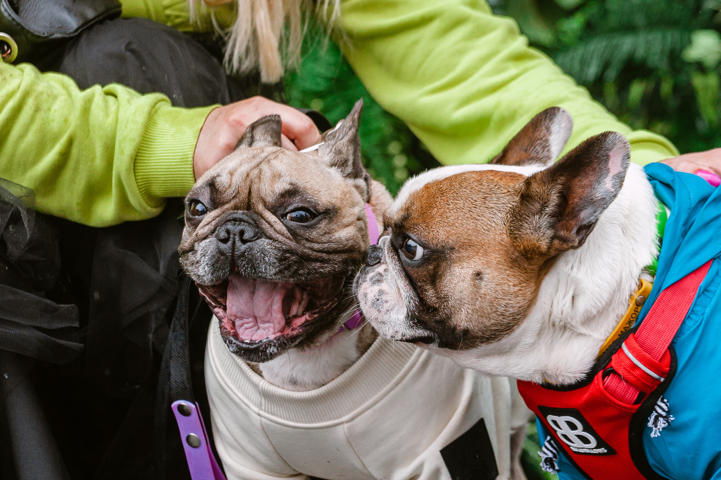 Парад французских бульдогов 15.07.2023. Фотограф-анималист Татьяна Степанова