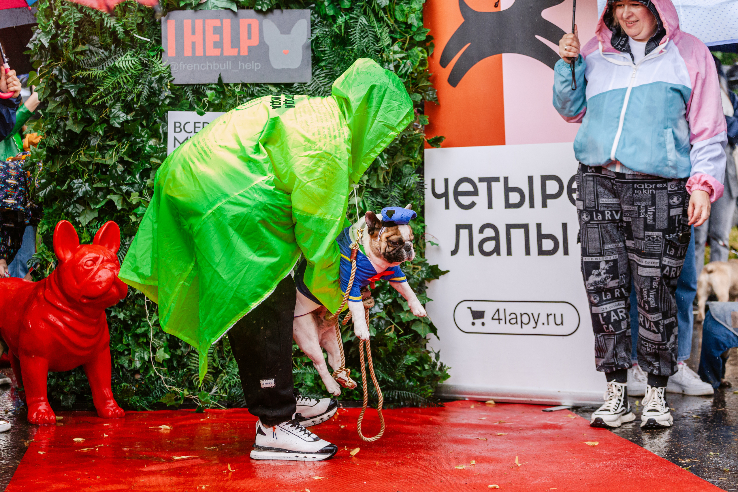 Парад французских бульдогов 15.07.2023. Фотограф-анималист Татьяна Степанова