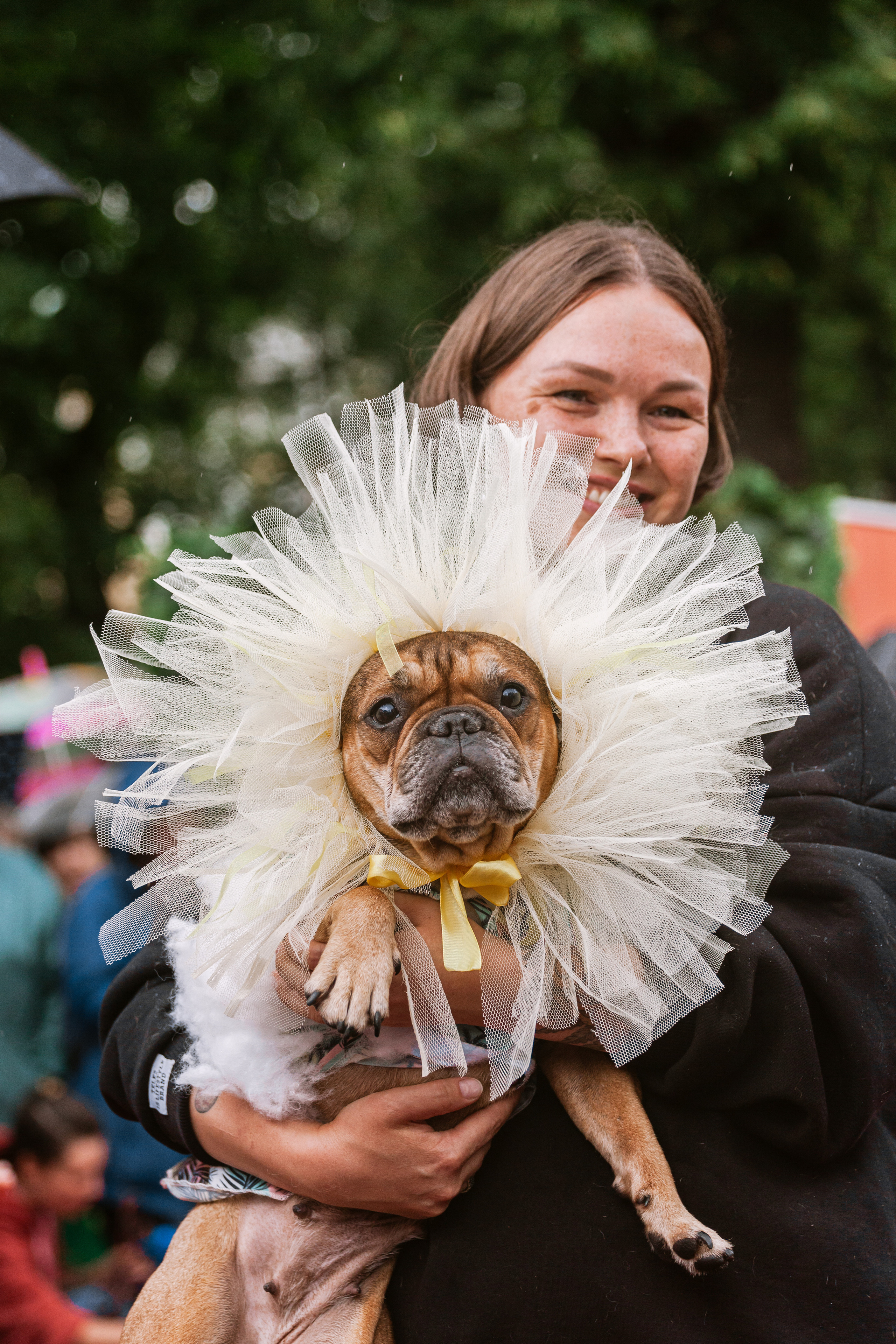 Парад французских бульдогов 15.07.2023. Фотограф-анималист Татьяна Степанова