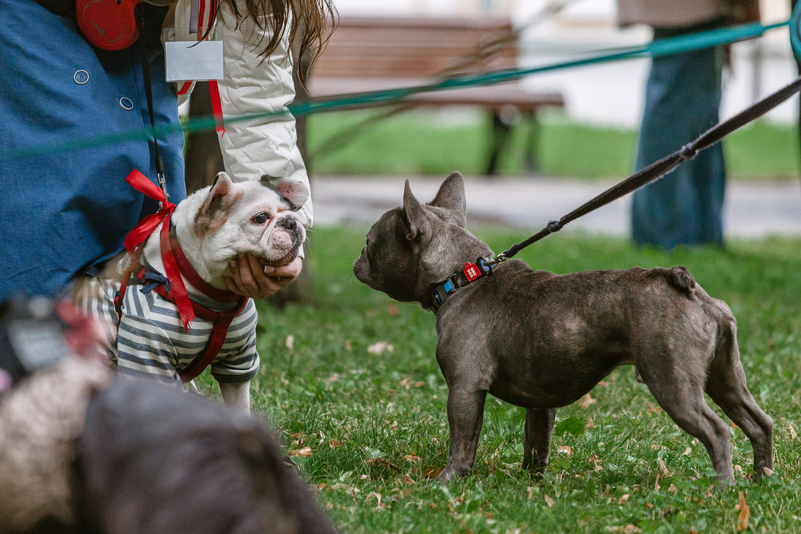 Парад французских бульдогов 15.07.2023. Фотограф-анималист Татьяна Степанова