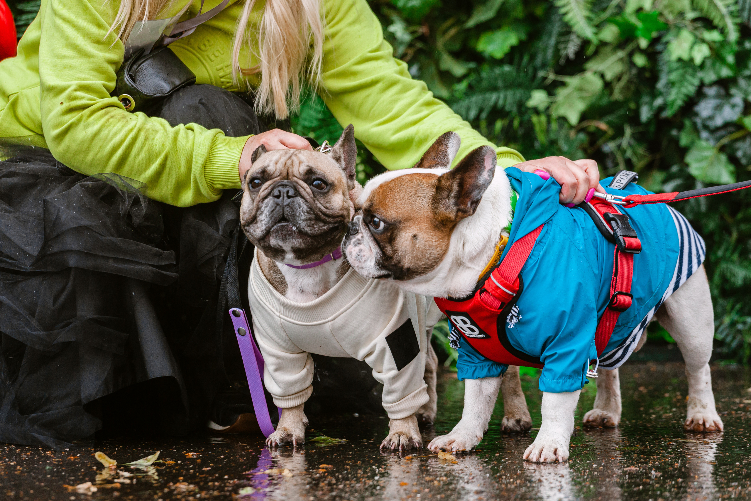 Парад французских бульдогов 15.07.2023. Фотограф-анималист Татьяна Степанова