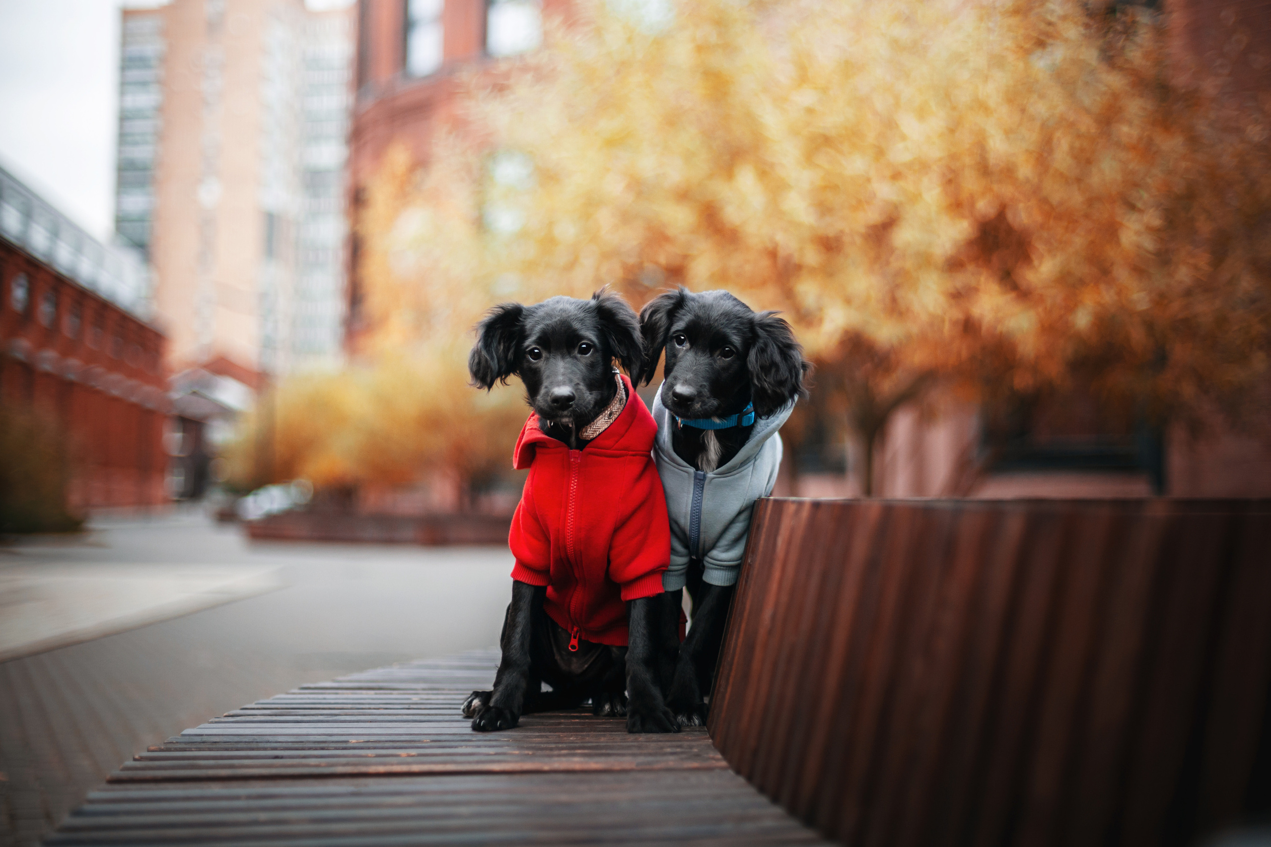 Фотограф-анималист Татьяна Степанова