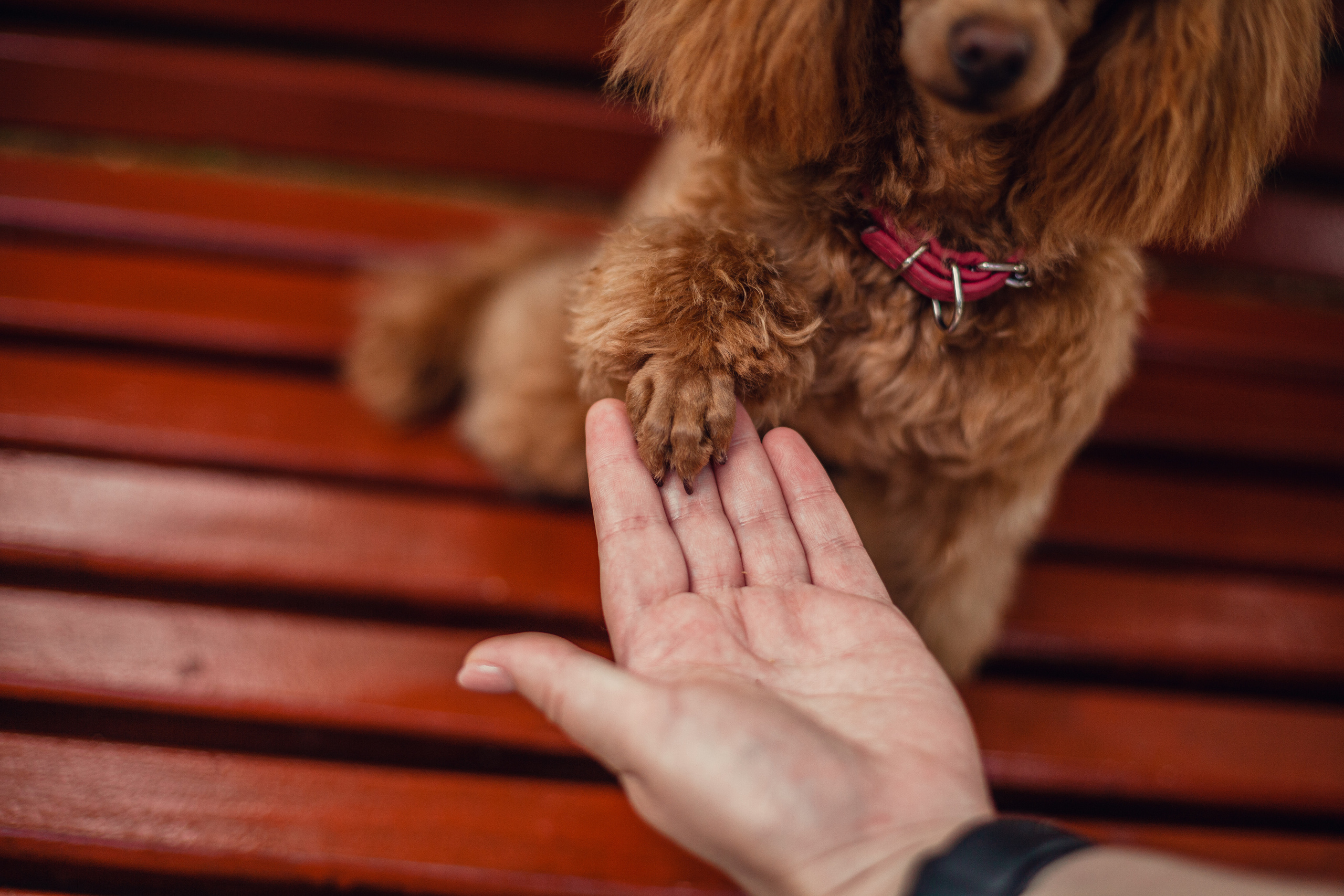 Оля и Ася. Фотограф-анималист Татьяна Степанова