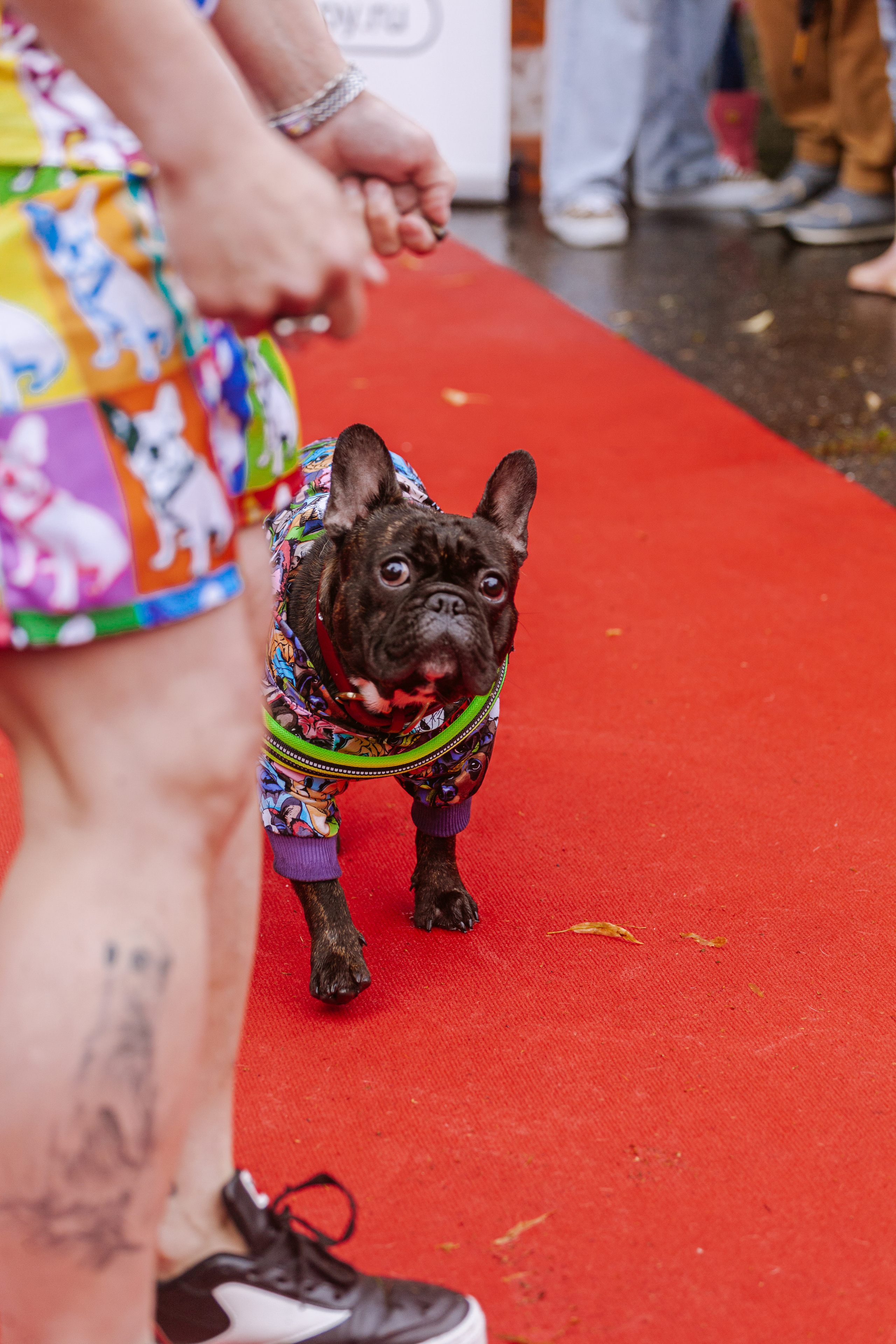 Парад французских бульдогов 15.07.2023. Фотограф-анималист Татьяна Степанова