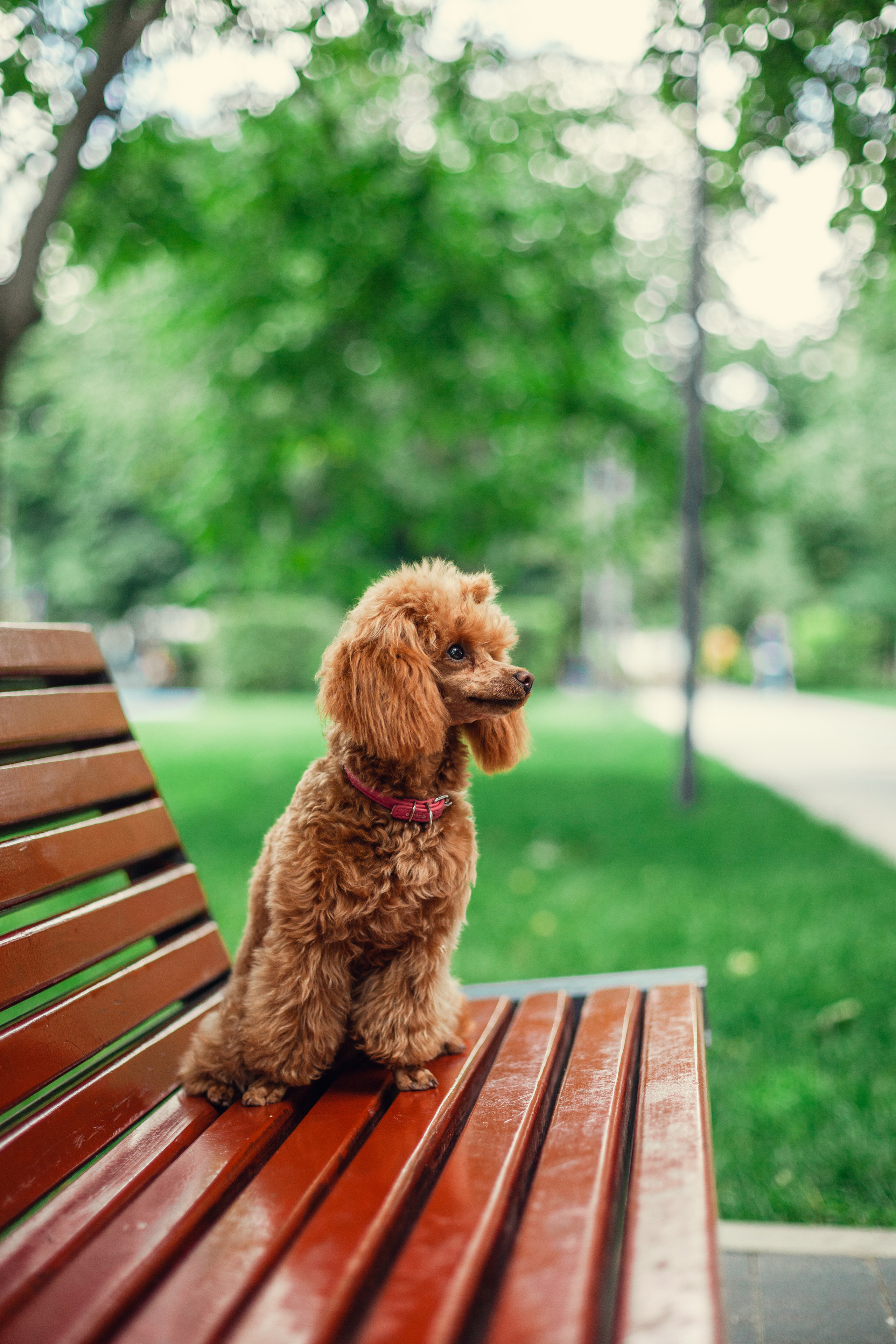 Оля и Ася. Фотограф-анималист Татьяна Степанова