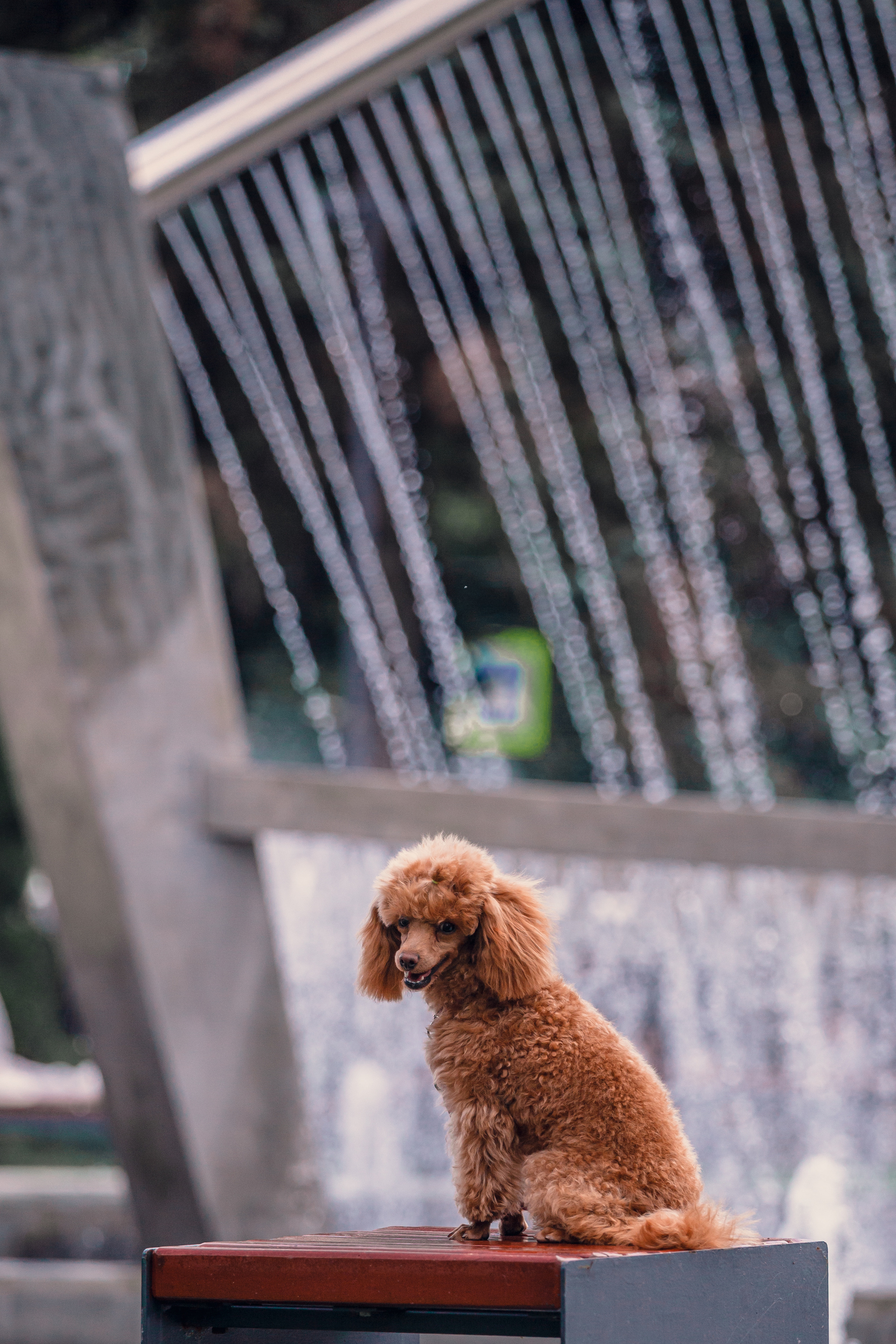 Оля и Ася. Фотограф-анималист Татьяна Степанова