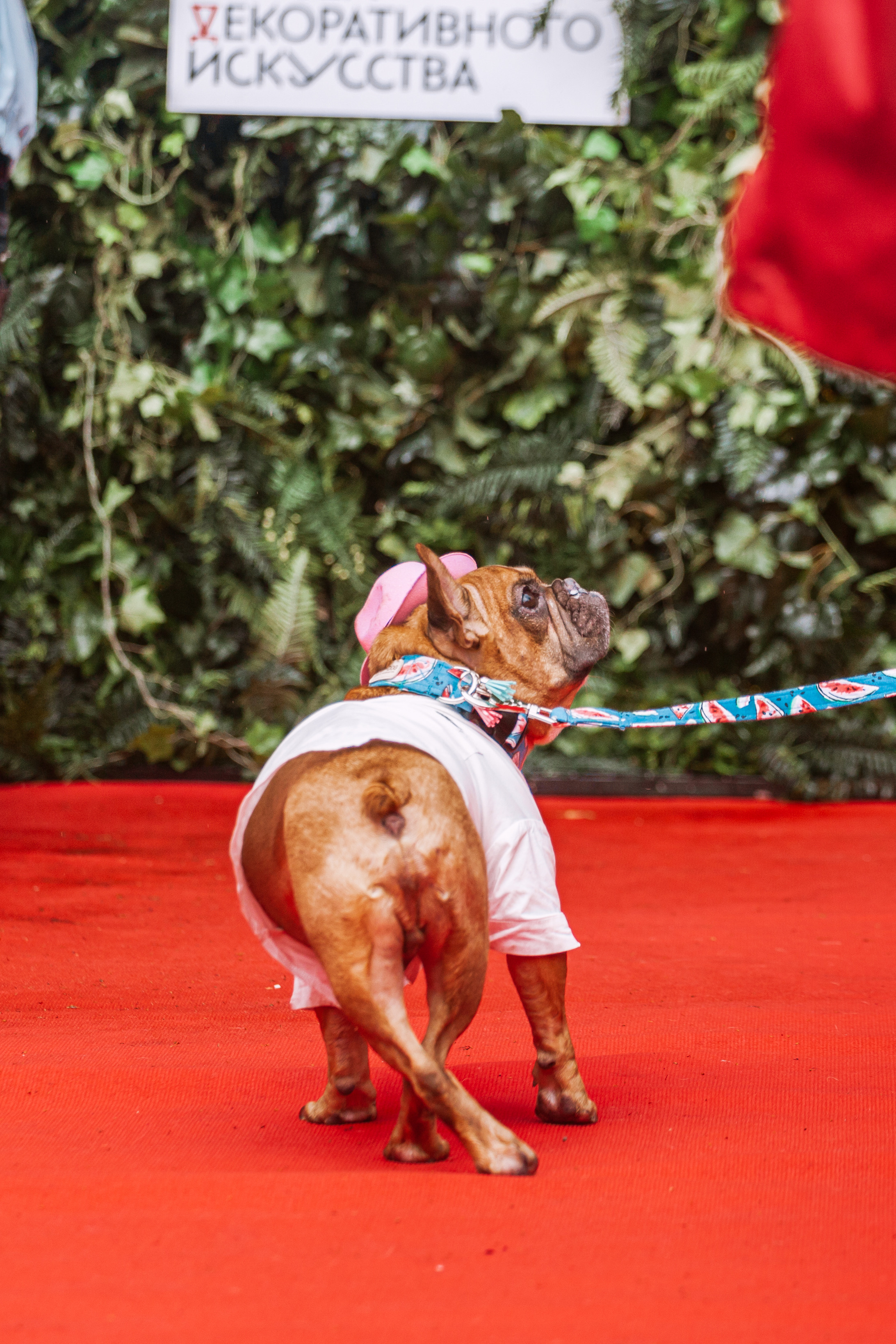 Парад французских бульдогов 15.07.2023. Фотограф-анималист Татьяна Степанова