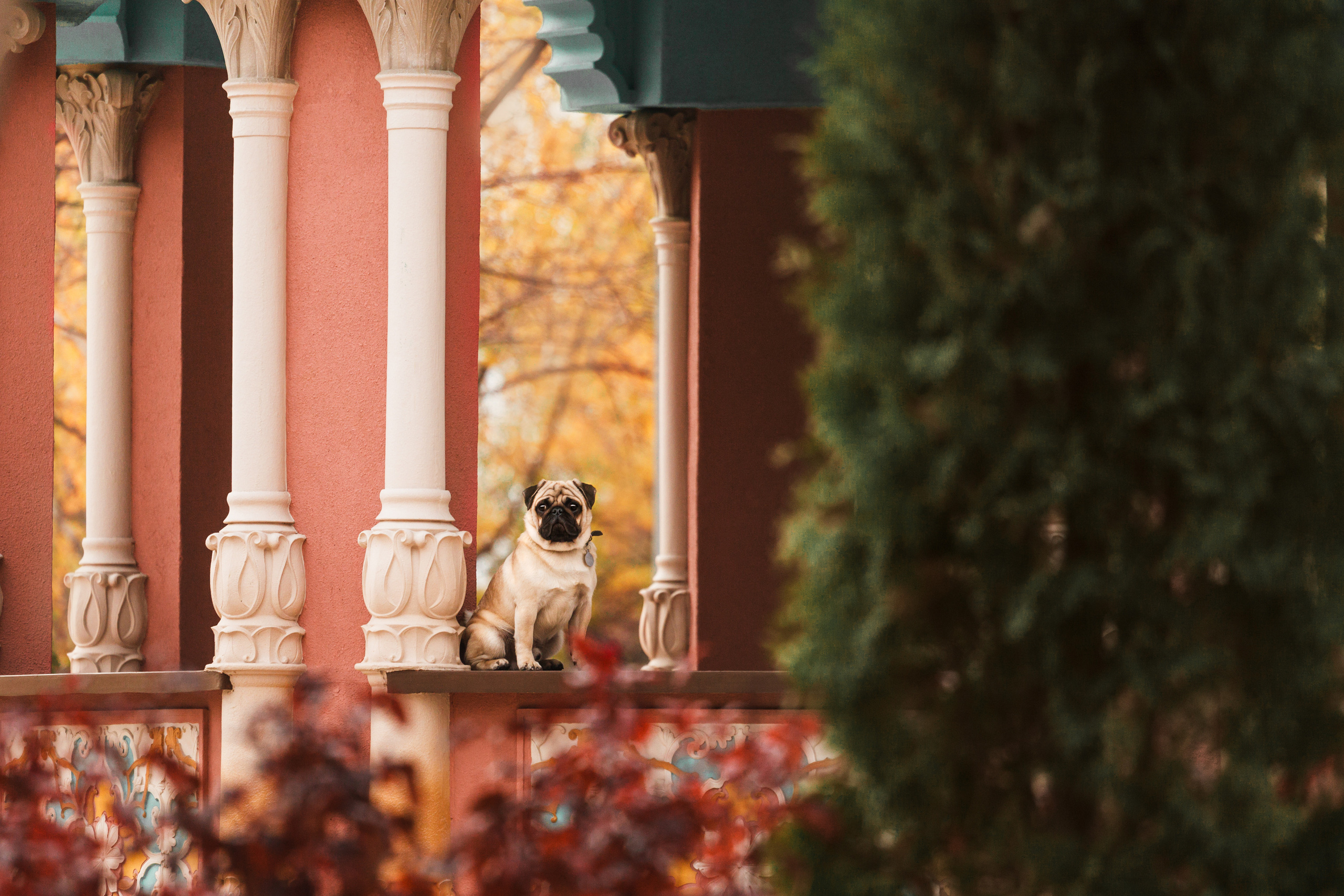 Фотограф-анималист Татьяна Степанова
