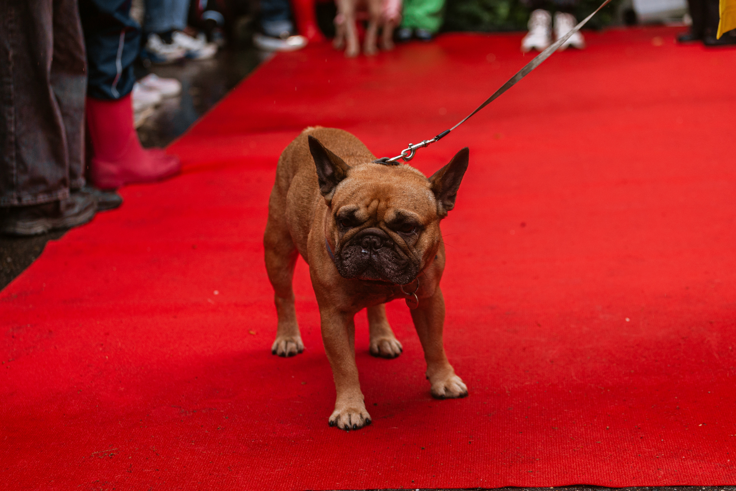 Парад французских бульдогов 15.07.2023. Фотограф-анималист Татьяна Степанова