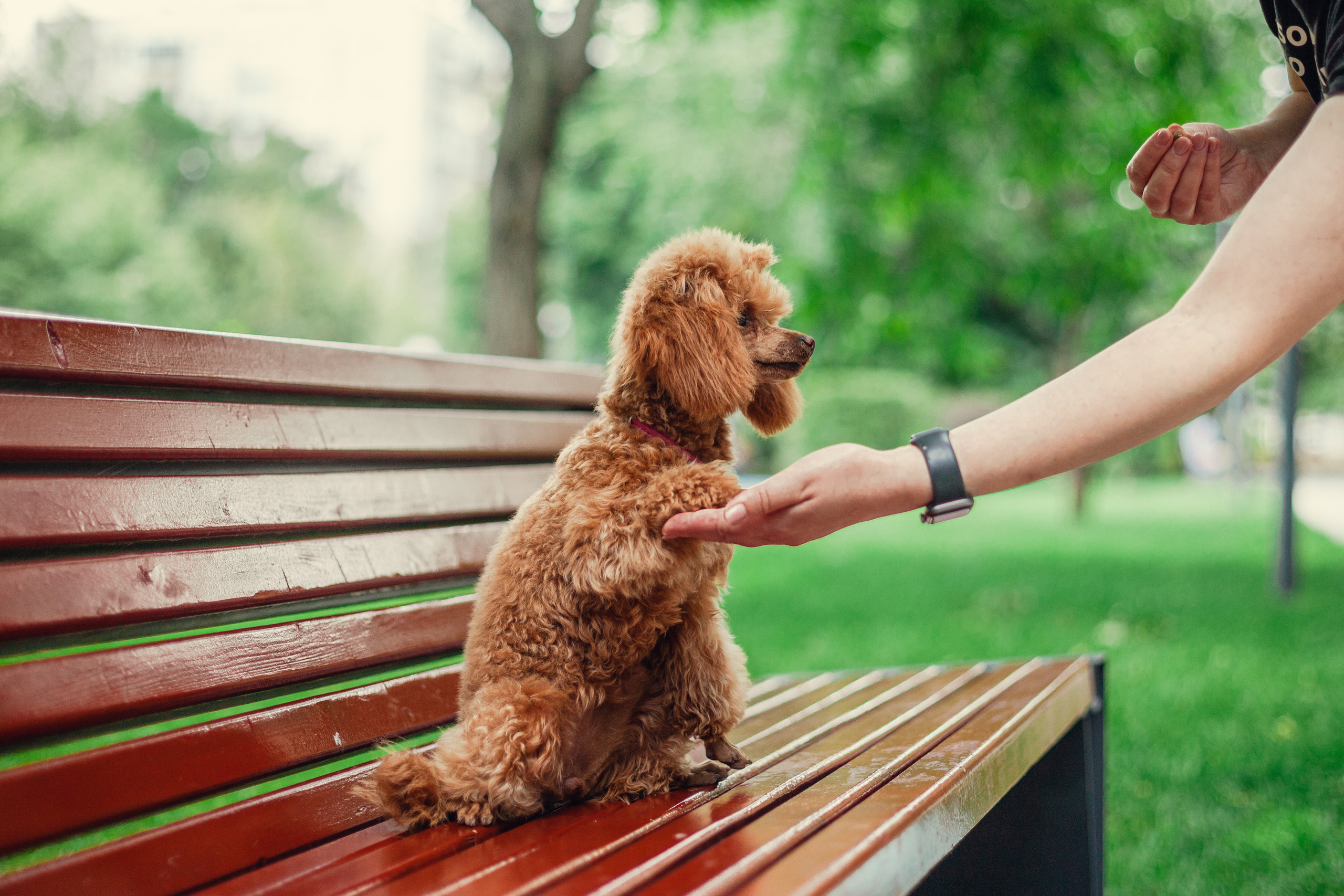 Оля и Ася. Фотограф-анималист Татьяна Степанова