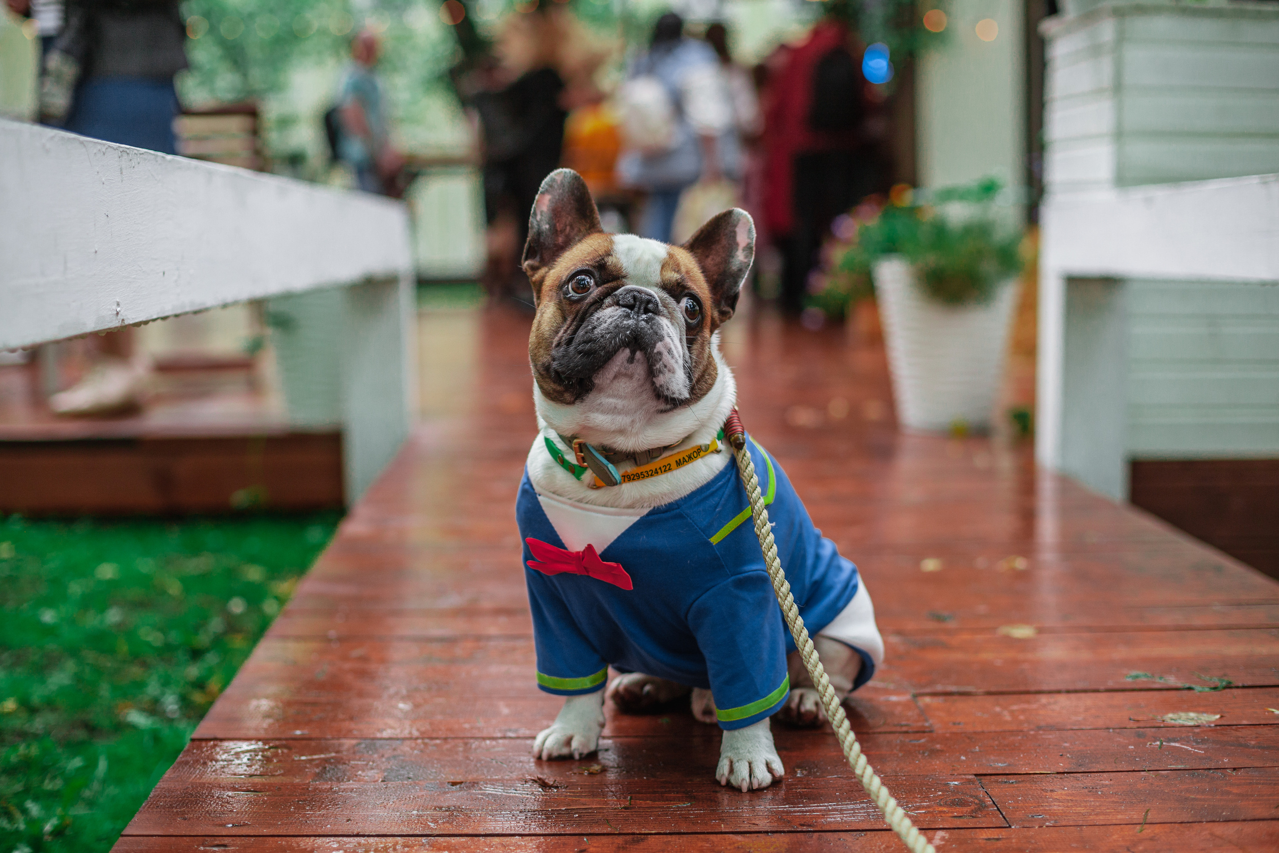 Парад французских бульдогов 15.07.2023. Фотограф-анималист Татьяна Степанова