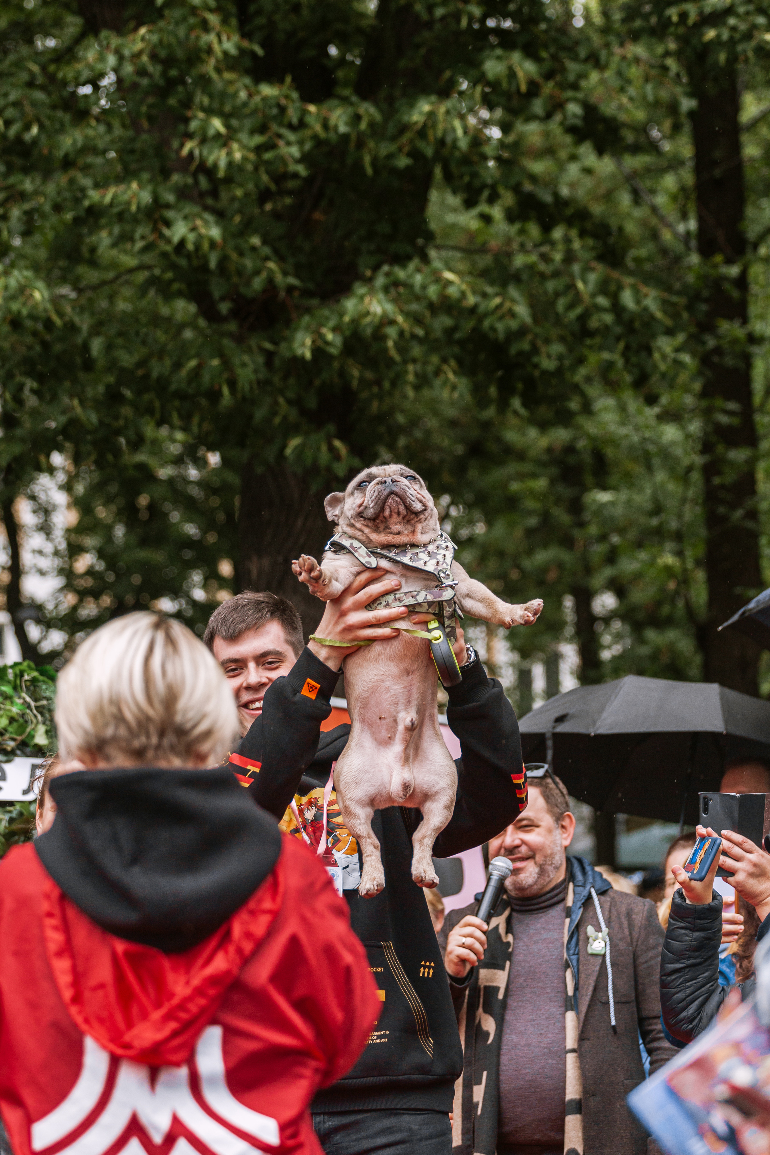 Парад французских бульдогов 15.07.2023. Фотограф-анималист Татьяна Степанова