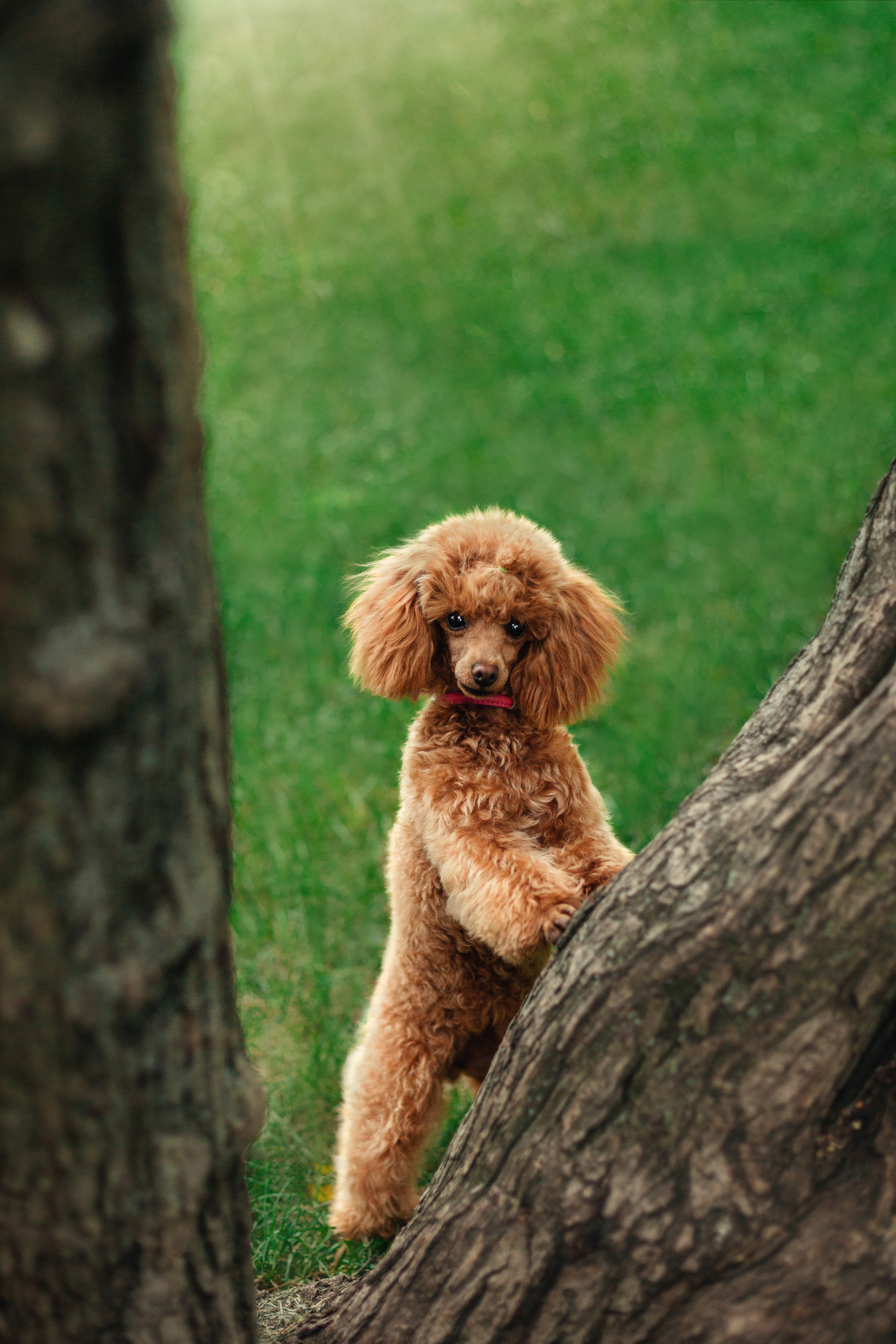 Оля и Ася. Фотограф-анималист Татьяна Степанова