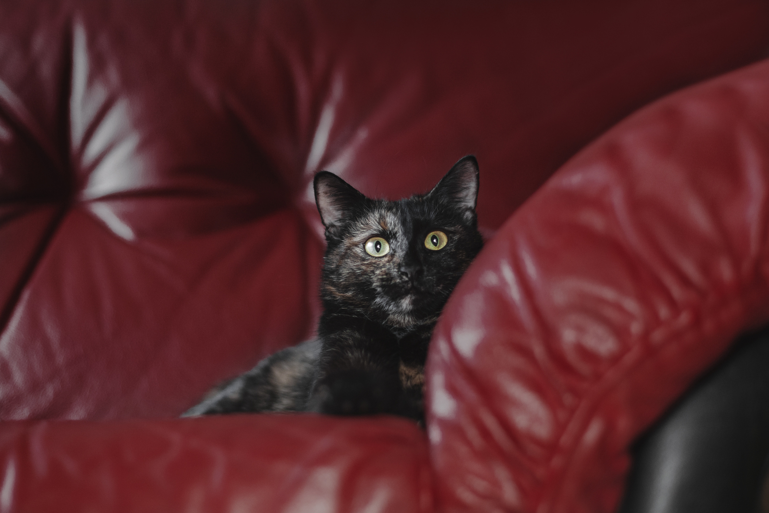 Кошка Черепашка 2023. Фотограф-анималист Татьяна Степанова