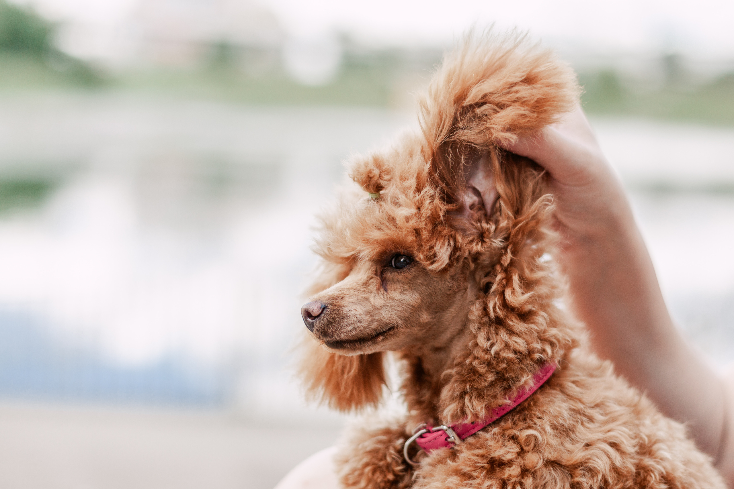 Оля и Ася. Фотограф-анималист Татьяна Степанова