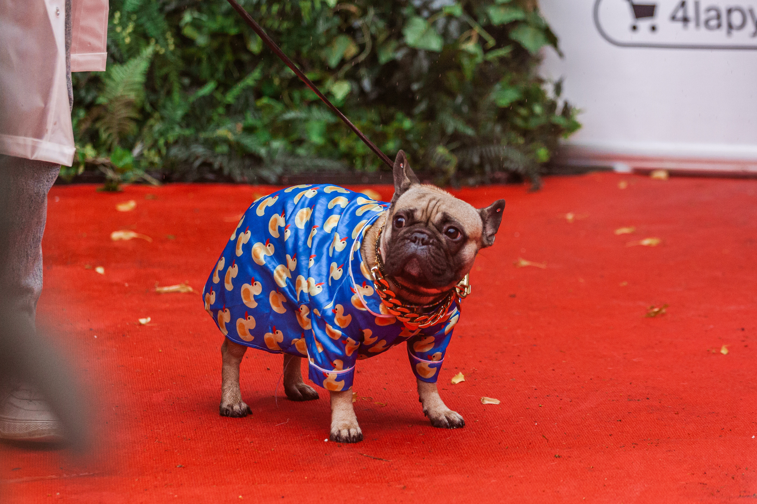 Парад французских бульдогов 15.07.2023. Фотограф-анималист Татьяна Степанова