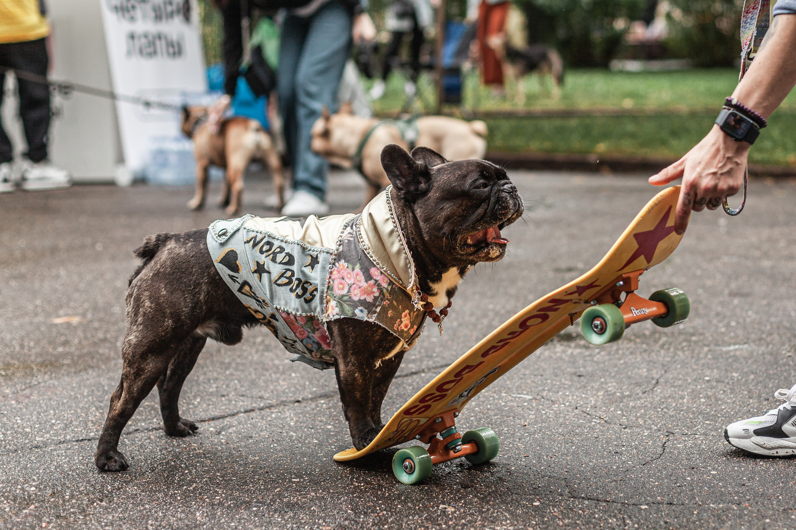 Парад французских бульдогов 15.07.2023. Фотограф-анималист Татьяна Степанова