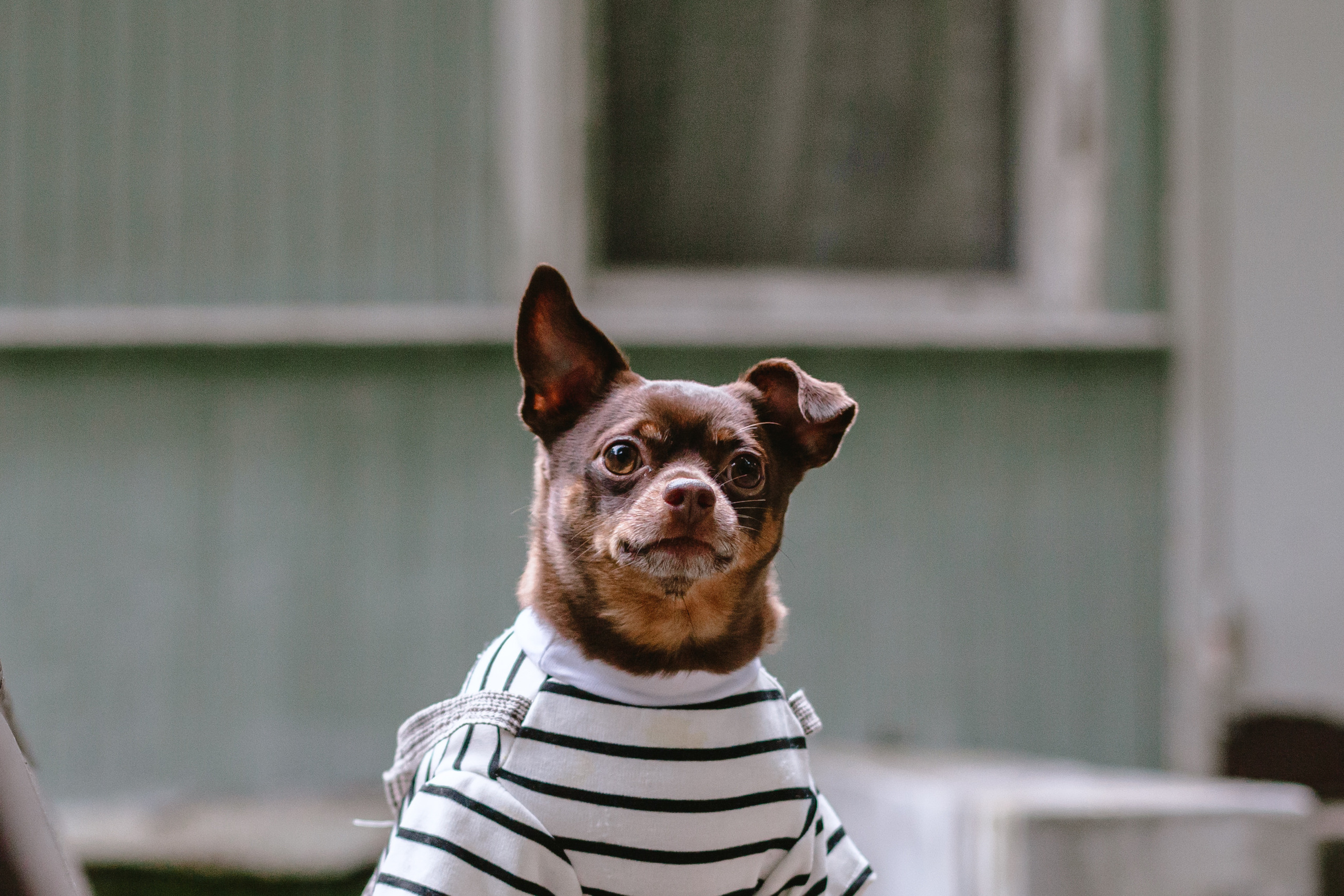 Юля и Леонид. Фотограф-анималист Татьяна Степанова