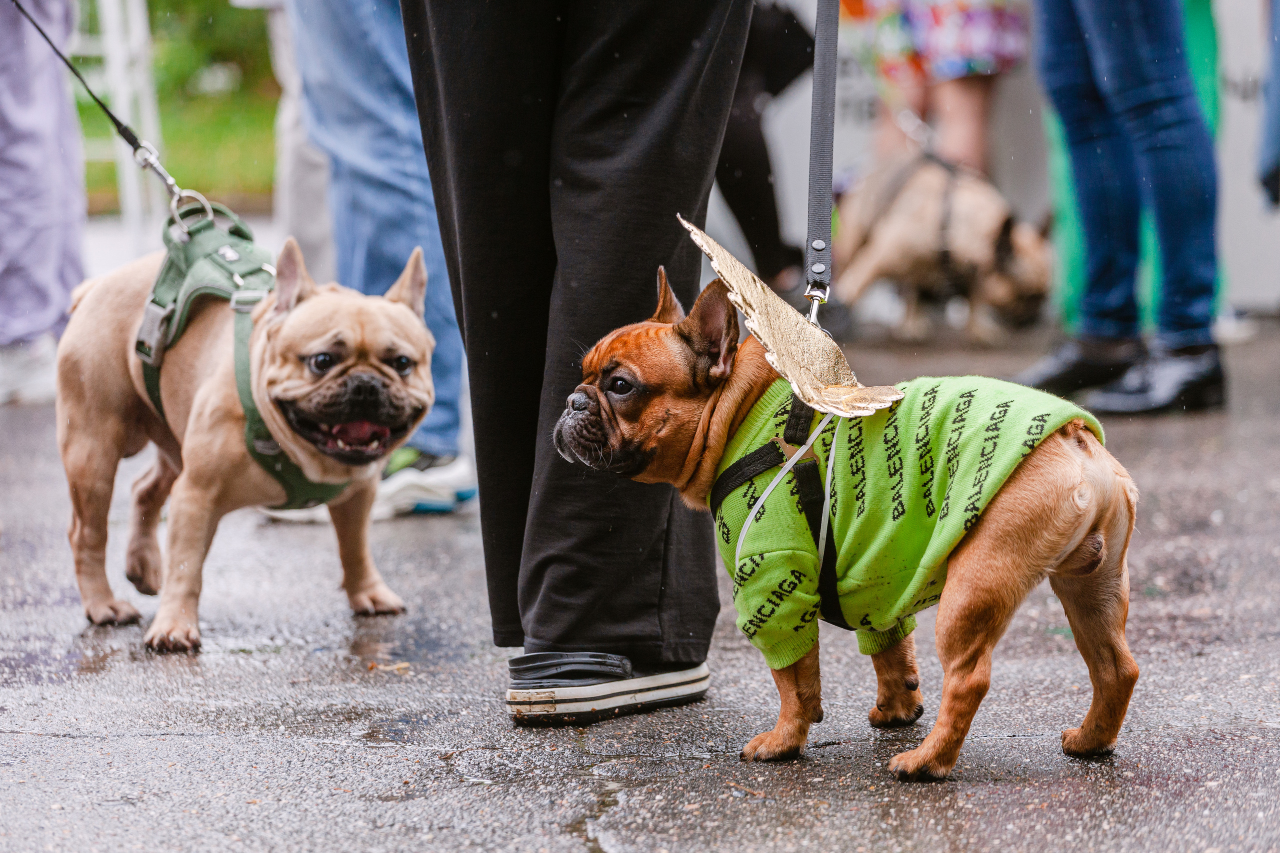 Парад французских бульдогов 15.07.2023. Фотограф-анималист Татьяна Степанова