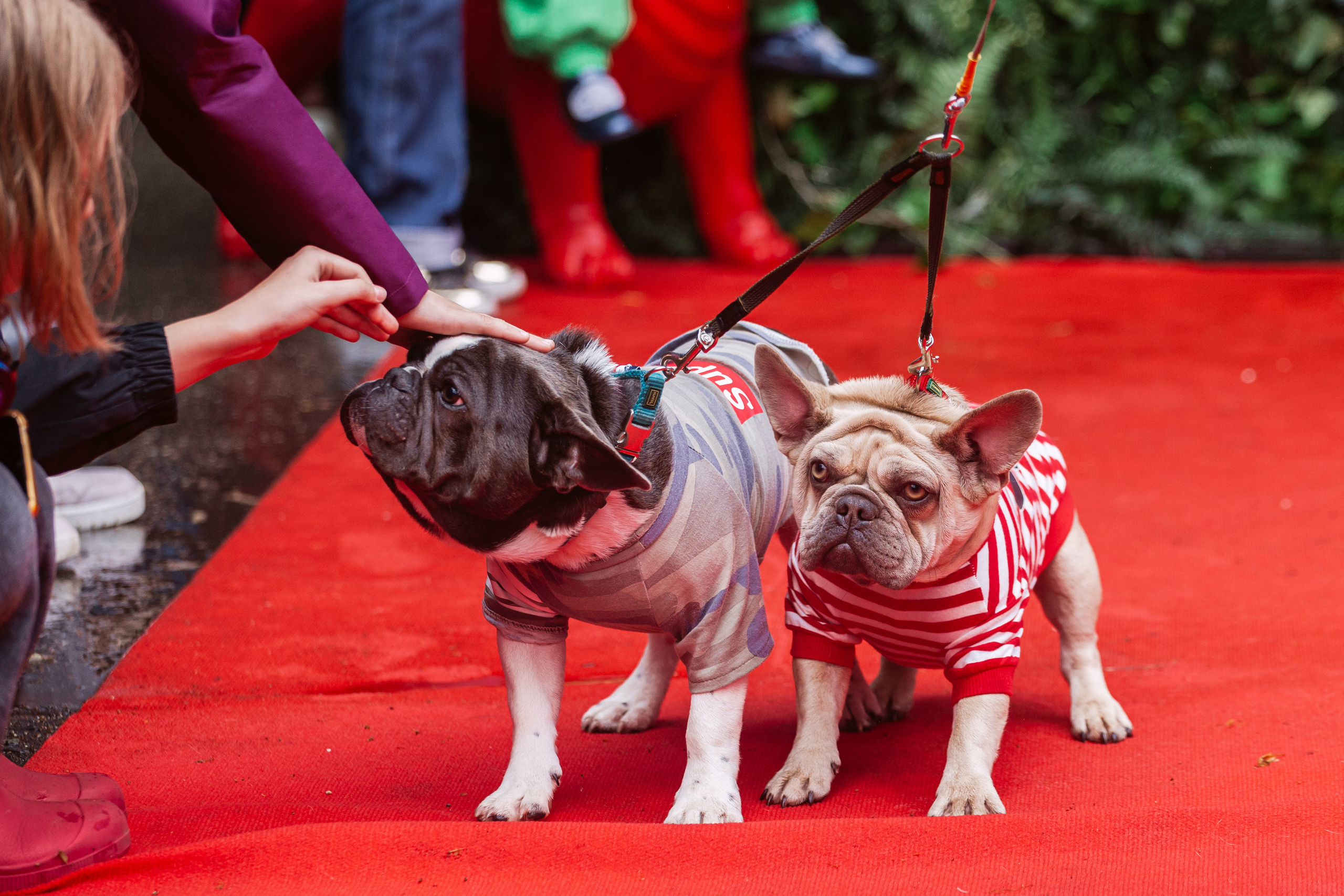 Парад французских бульдогов 15.07.2023. Фотограф-анималист Татьяна Степанова