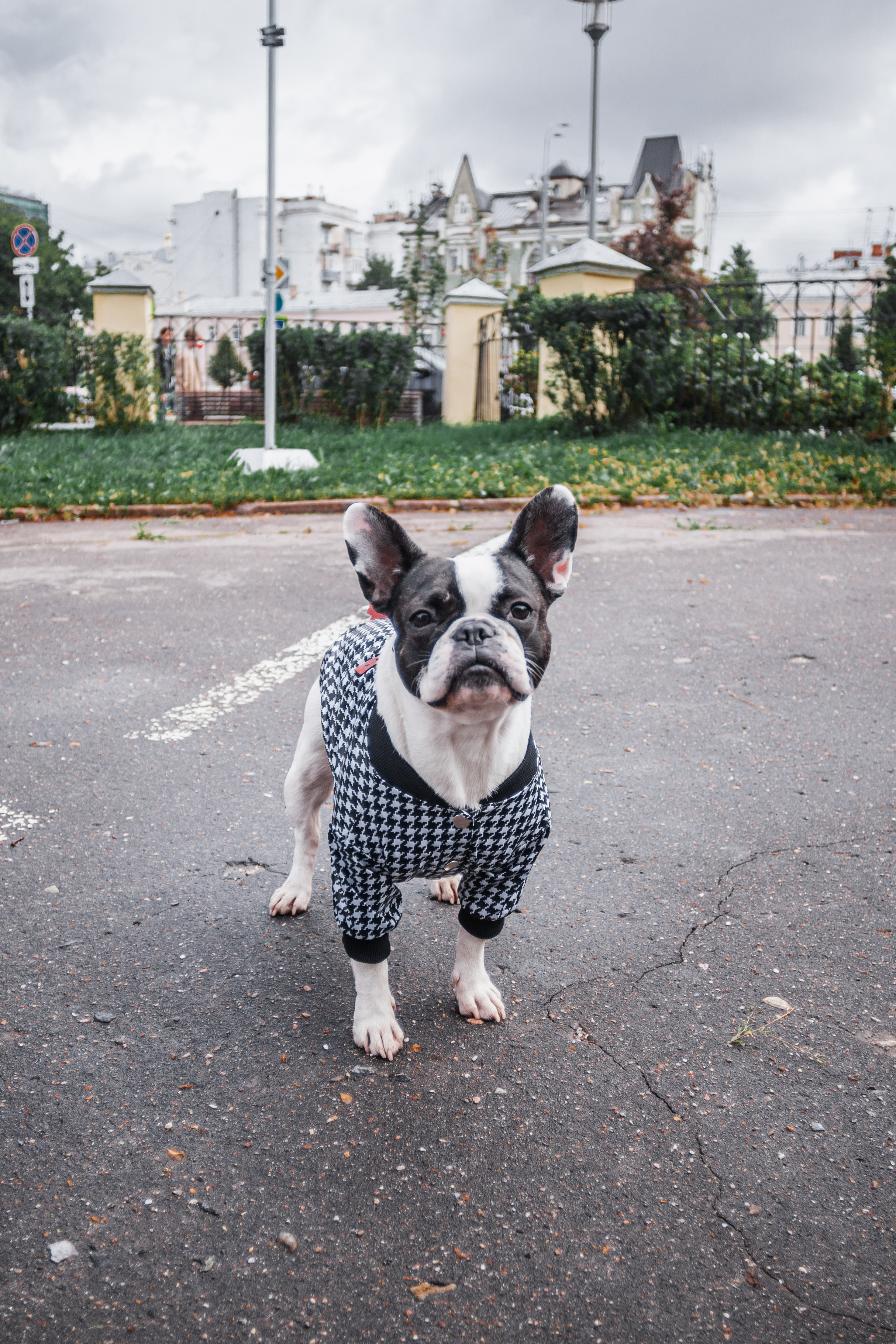Парад французских бульдогов 15.07.2023. Фотограф-анималист Татьяна Степанова
