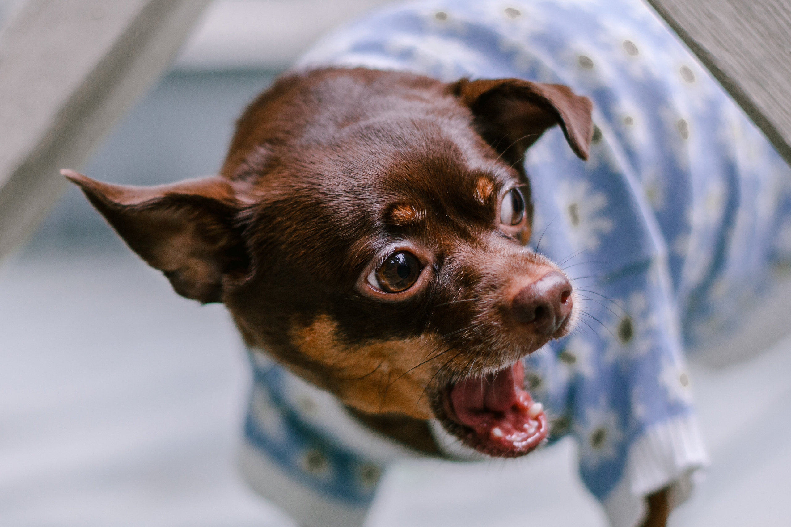 Юля и Леонид. Фотограф-анималист Татьяна Степанова