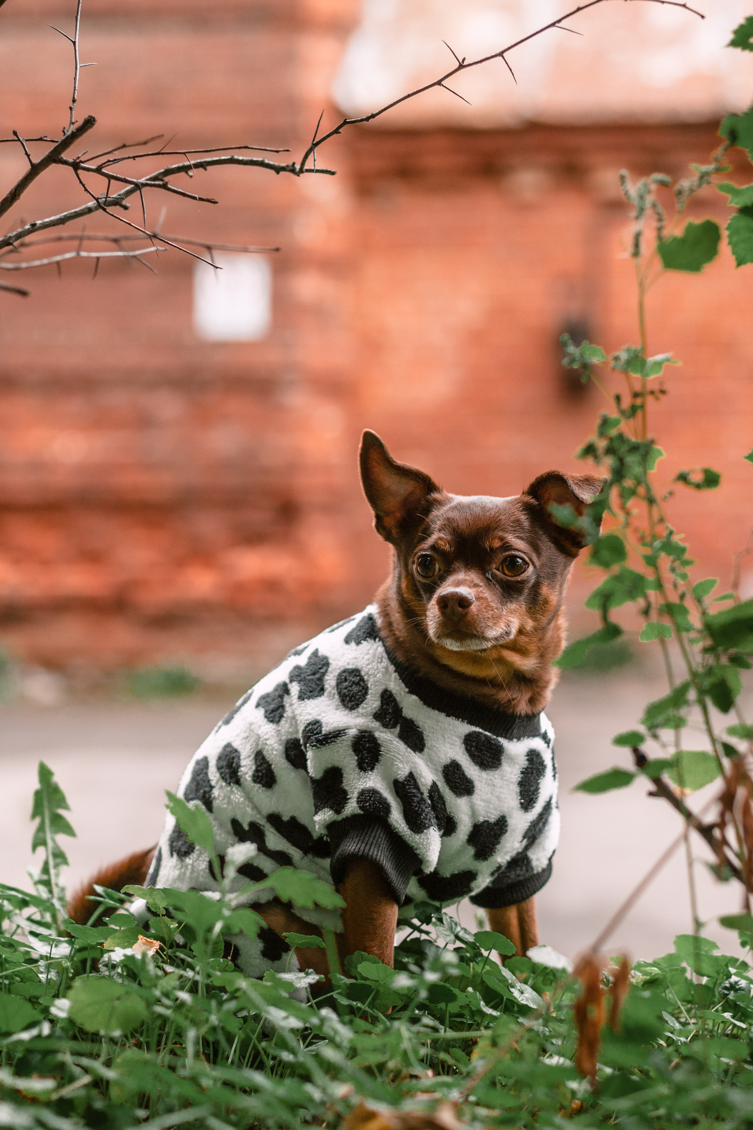 Юля и Леонид. Фотограф-анималист Татьяна Степанова