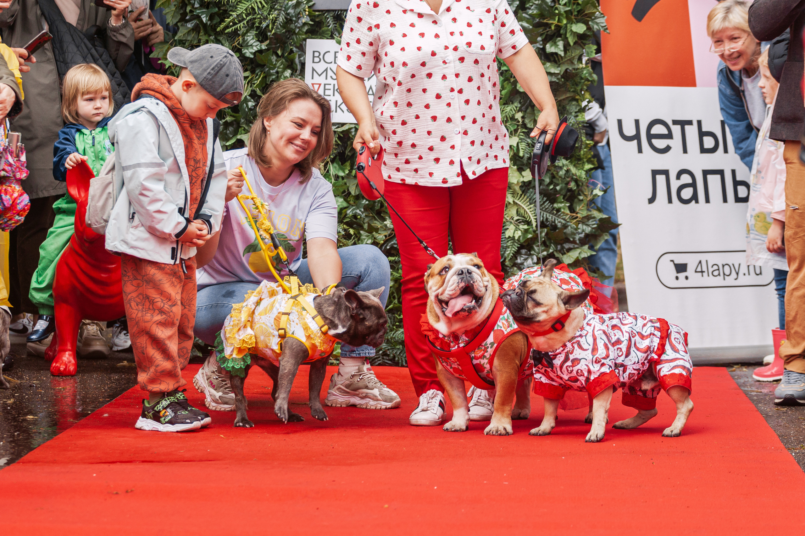 Парад французских бульдогов 15.07.2023. Фотограф-анималист Татьяна Степанова