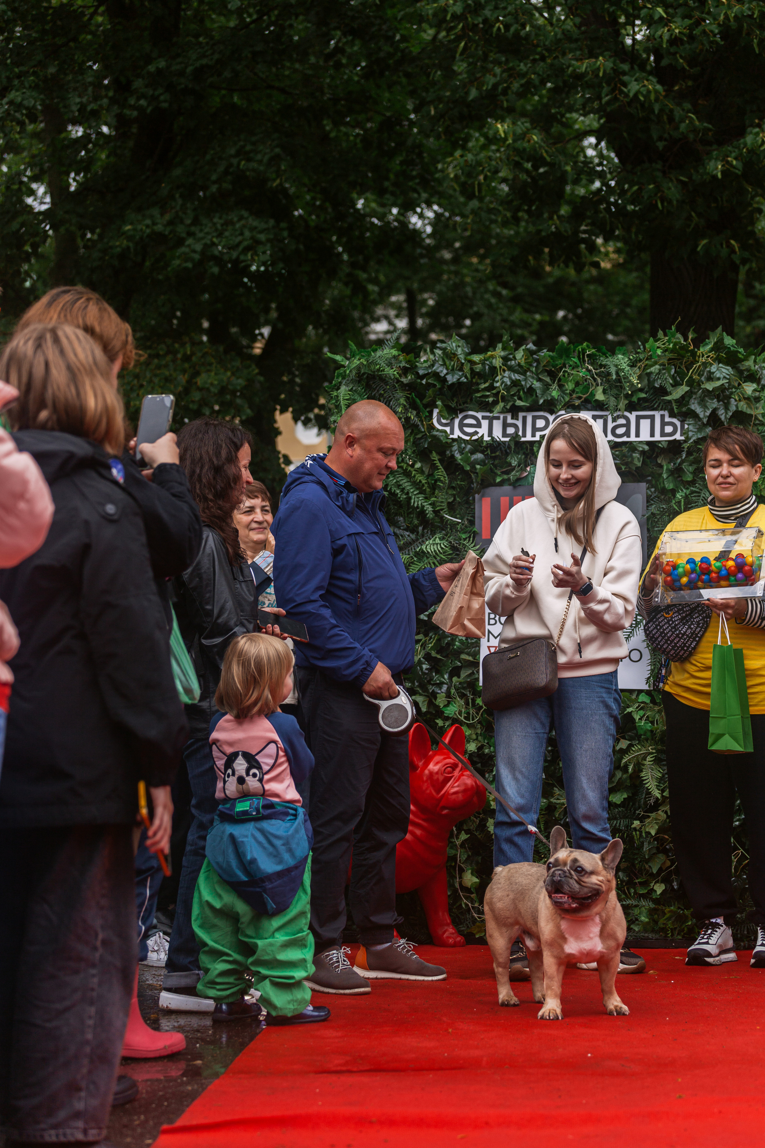 Парад французских бульдогов 15.07.2023. Фотограф-анималист Татьяна Степанова