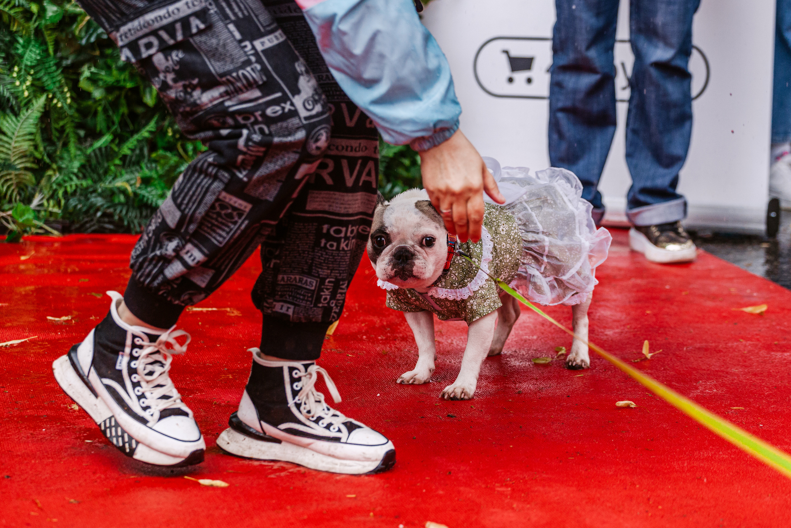 Парад французских бульдогов 15.07.2023. Фотограф-анималист Татьяна Степанова