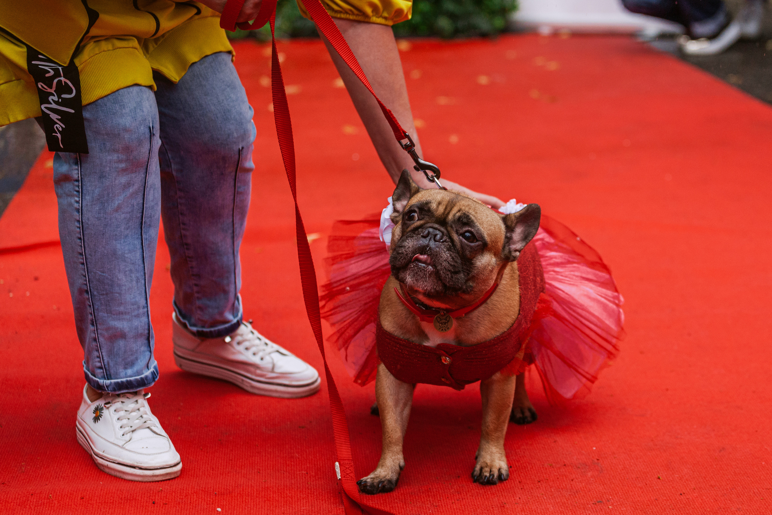 Парад французских бульдогов 15.07.2023. Фотограф-анималист Татьяна Степанова
