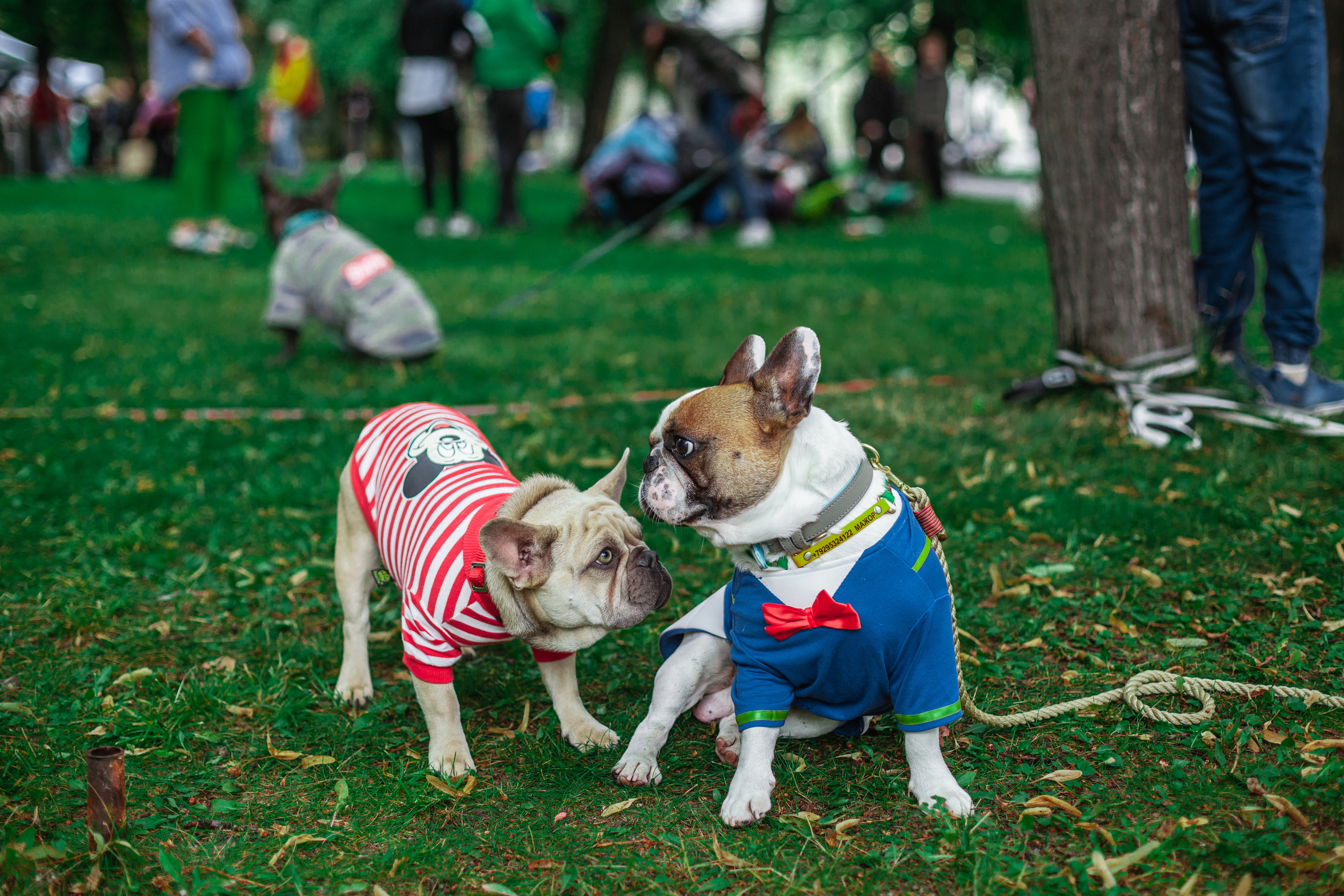 Парад французских бульдогов 15.07.2023. Фотограф-анималист Татьяна Степанова