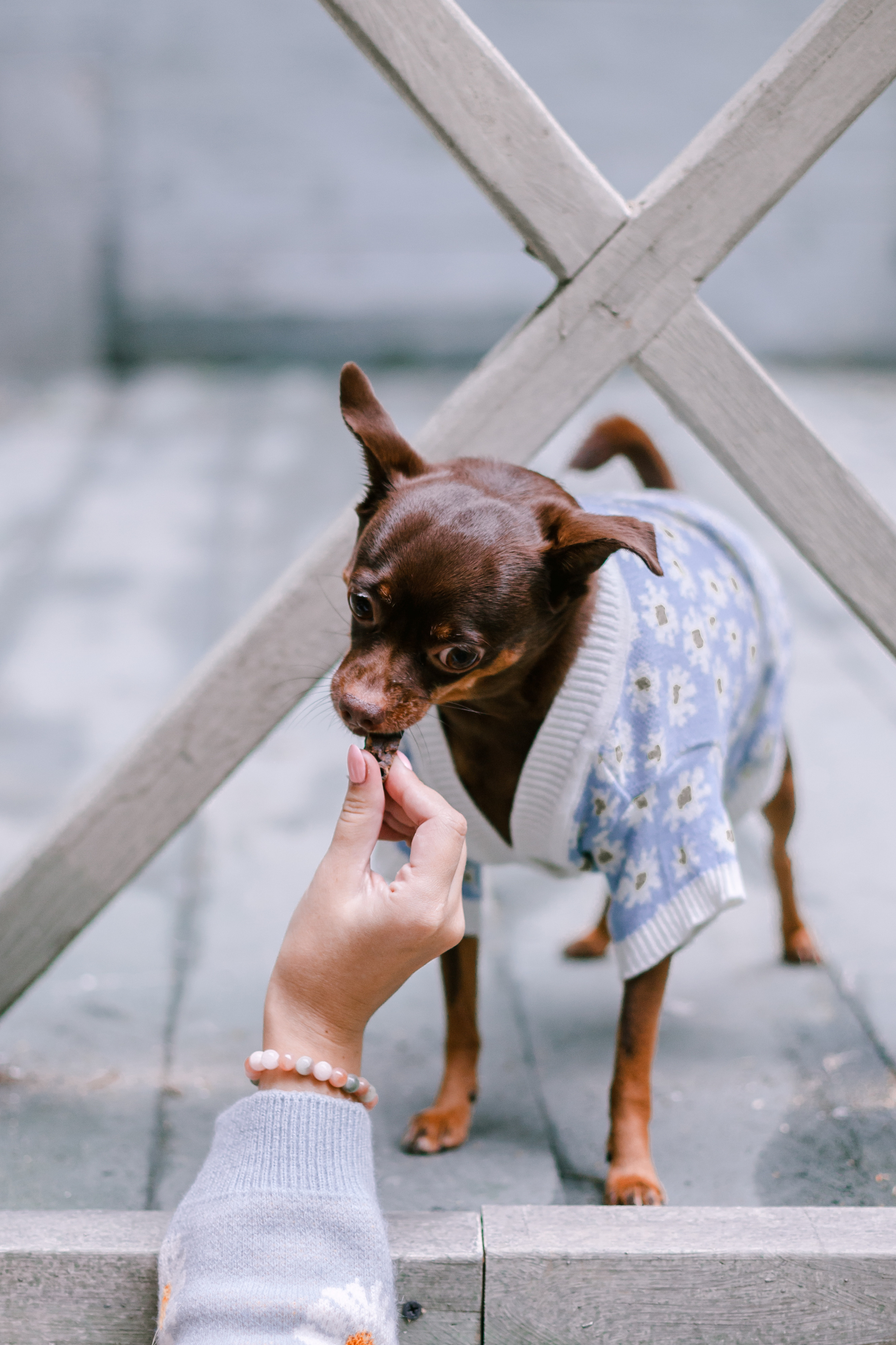 Юля и Леонид. Фотограф-анималист Татьяна Степанова
