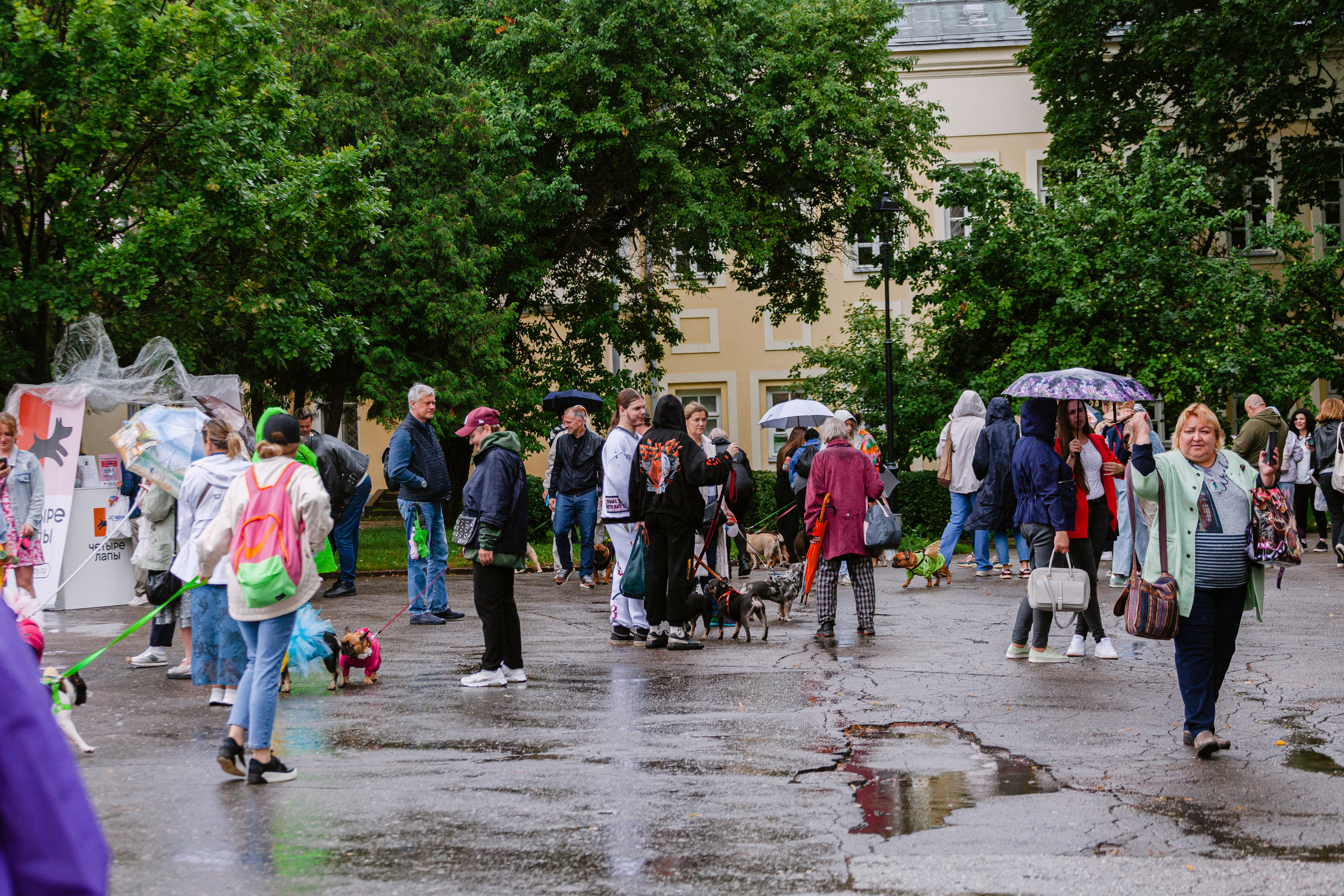 Парад французских бульдогов 15.07.2023. Фотограф-анималист Татьяна Степанова