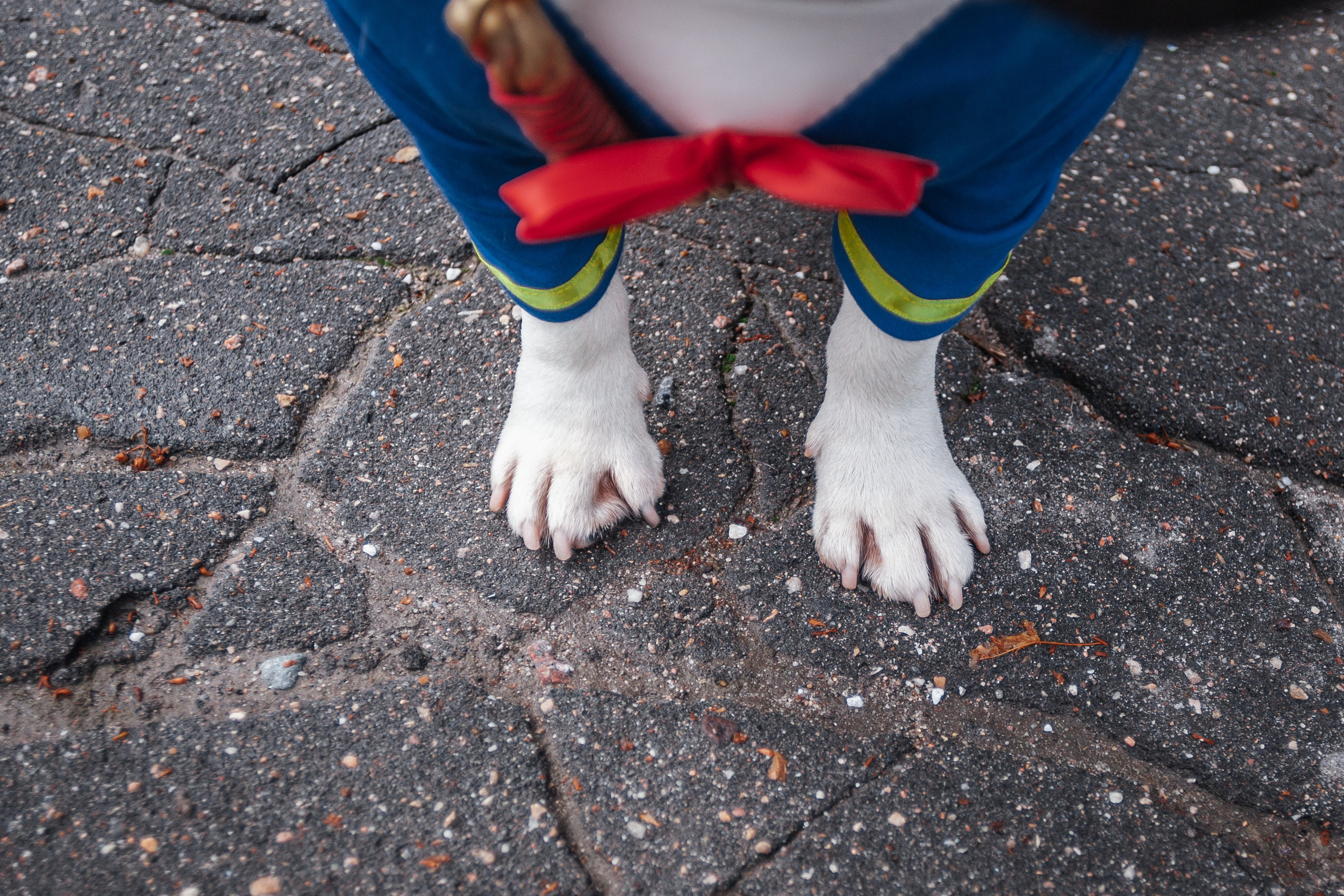 Парад французских бульдогов 15.07.2023. Фотограф-анималист Татьяна Степанова