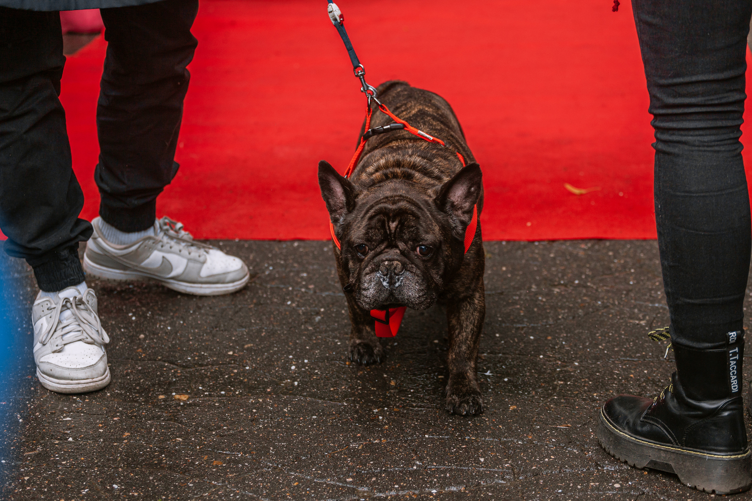 Парад французских бульдогов 15.07.2023. Фотограф-анималист Татьяна Степанова