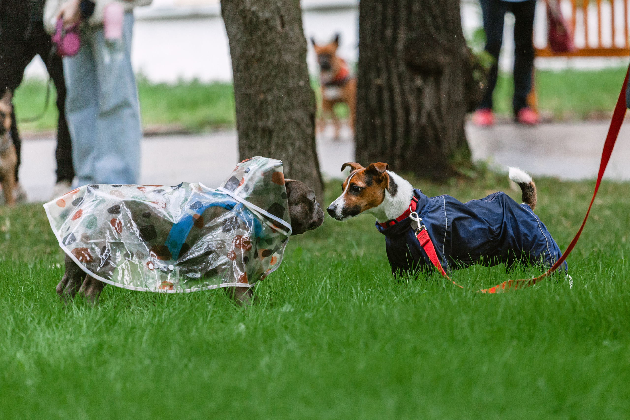 Парад французских бульдогов 15.07.2023. Фотограф-анималист Татьяна Степанова