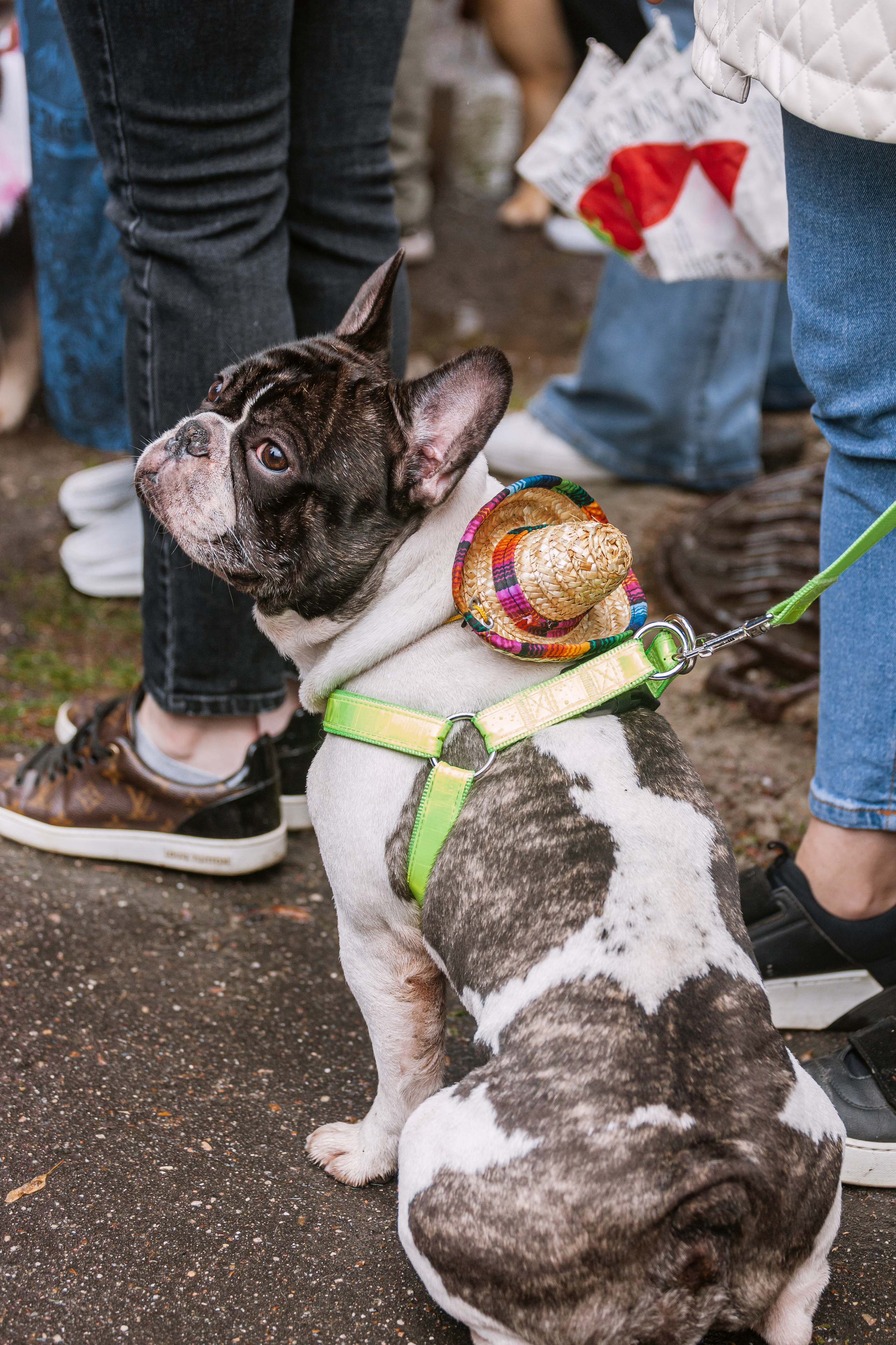 Парад французских бульдогов 15.07.2023. Фотограф-анималист Татьяна Степанова