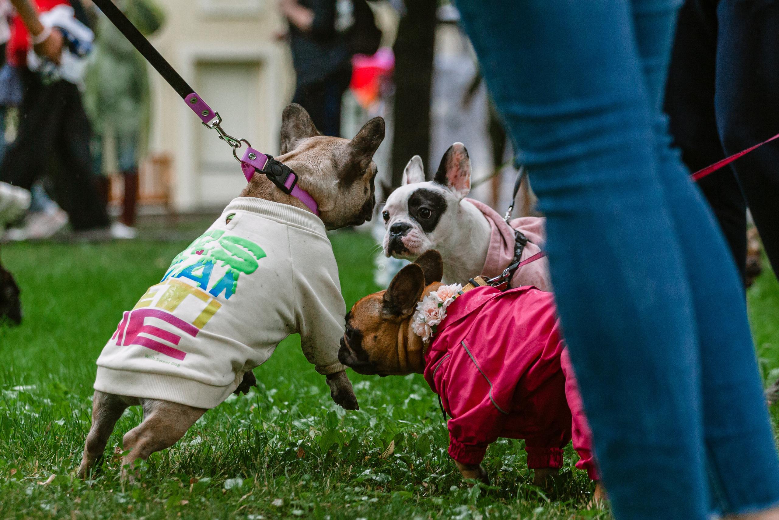 Парад французских бульдогов 15.07.2023. Фотограф-анималист Татьяна Степанова